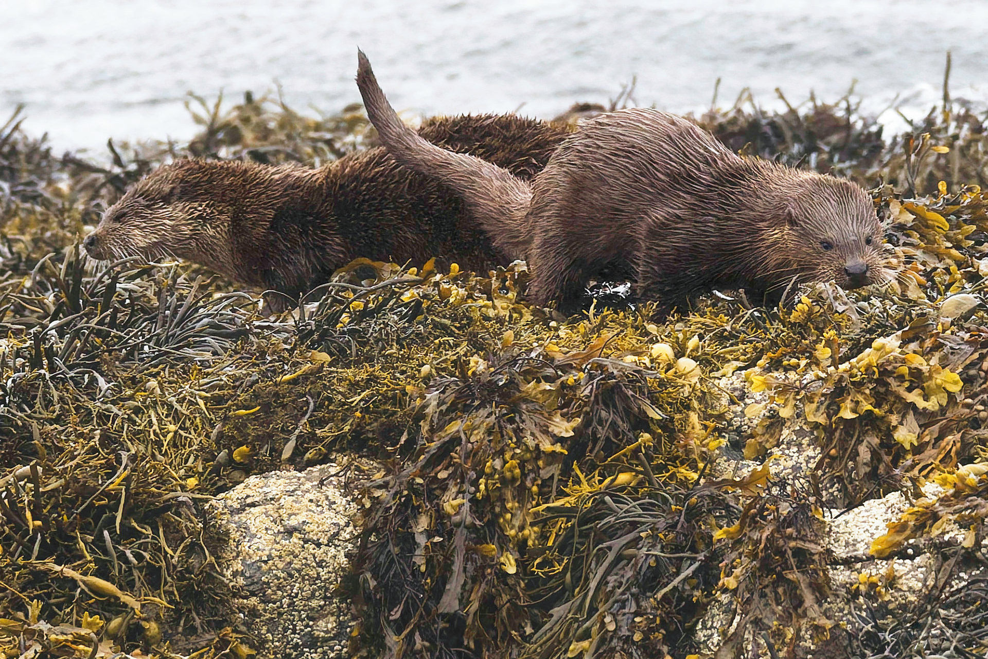 Loutre d'Europe