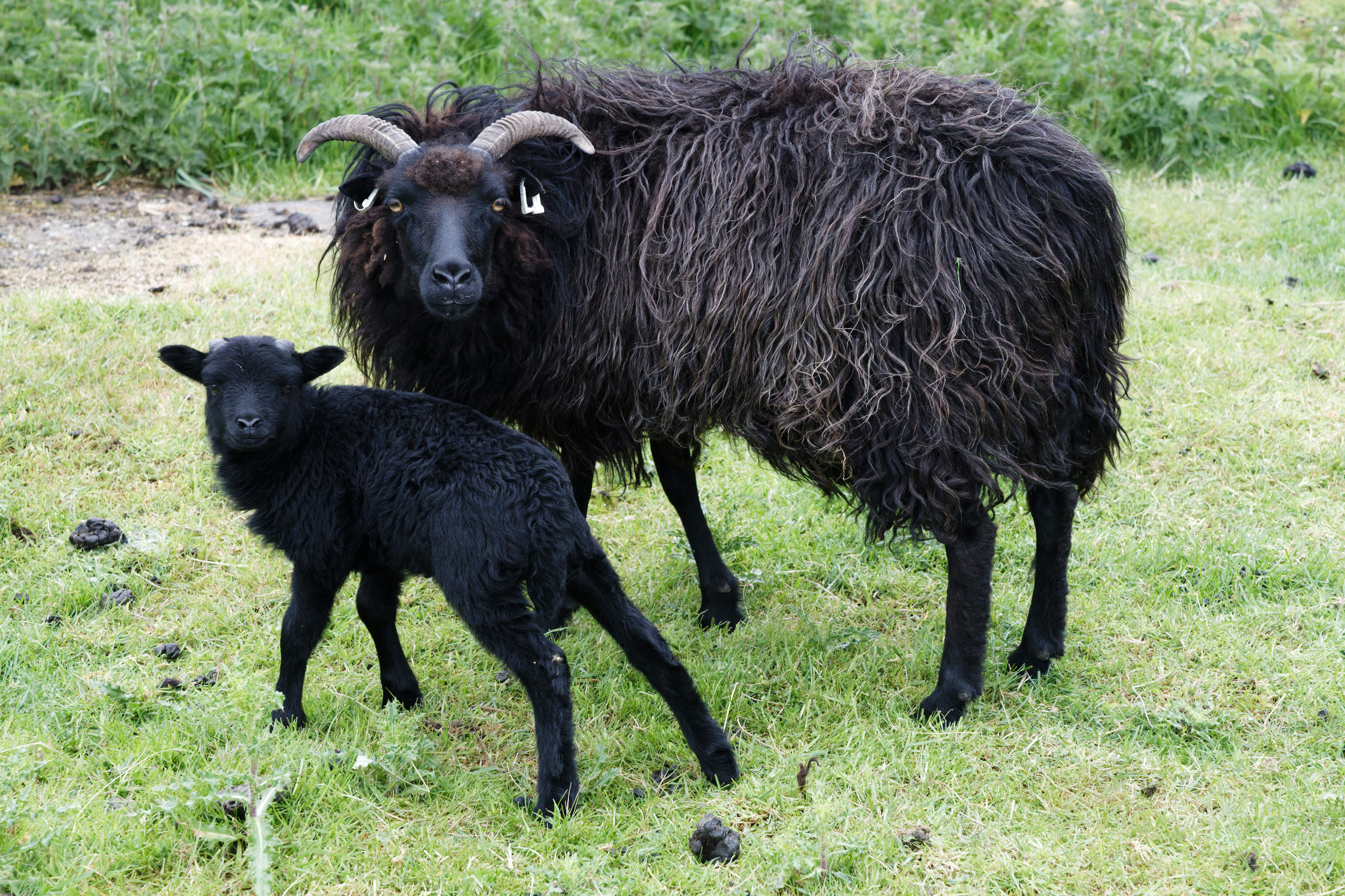 Moutons
