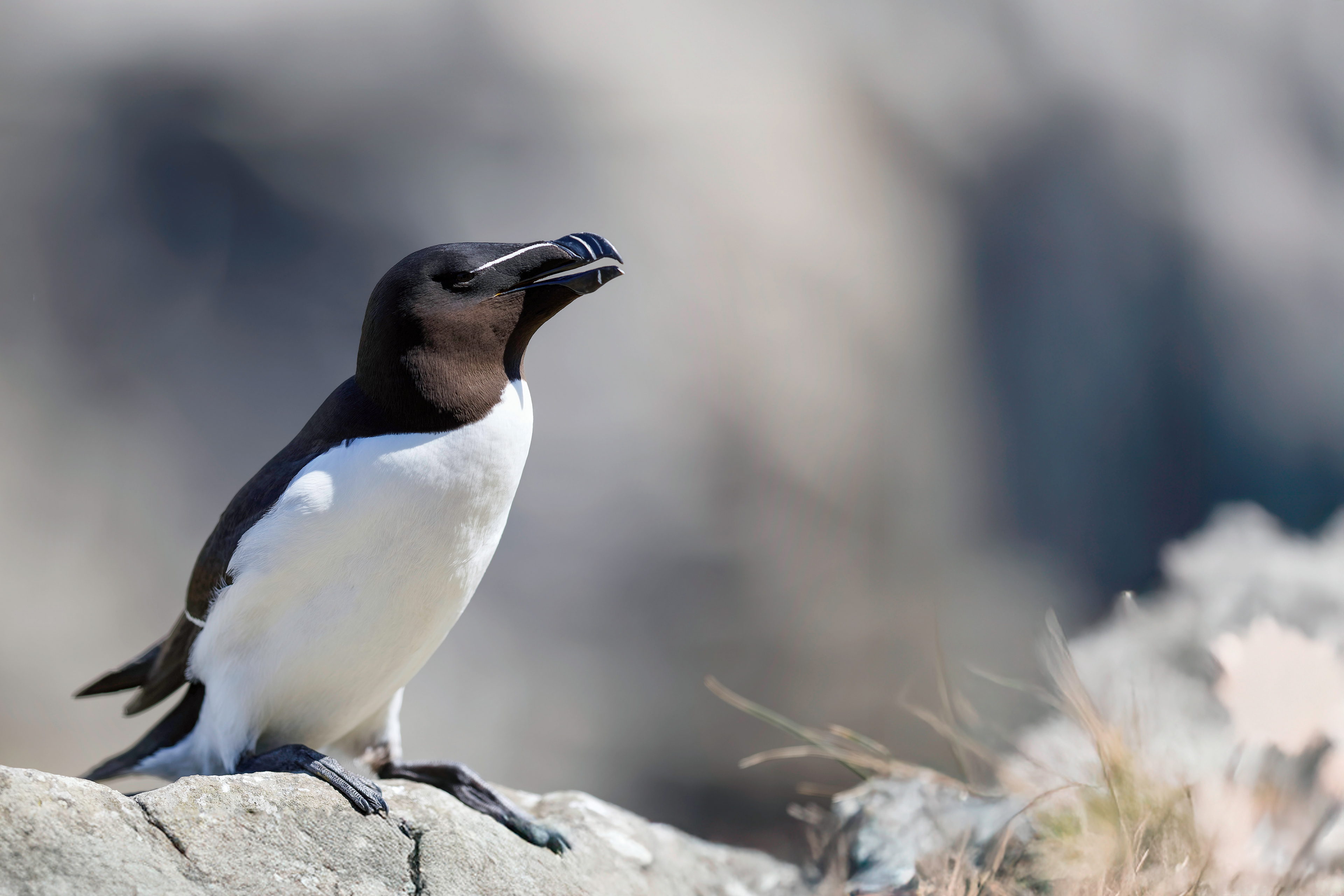 Pingouin torda