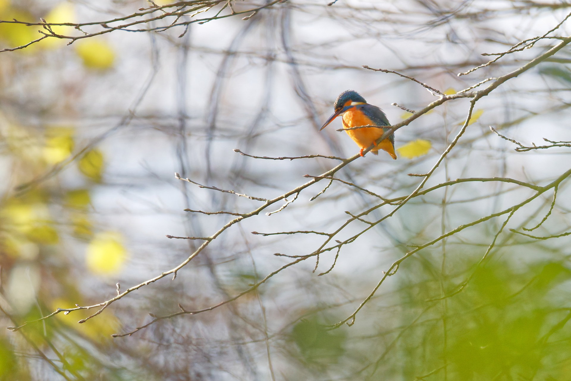 Martin pêcheur d'Europe  femelle