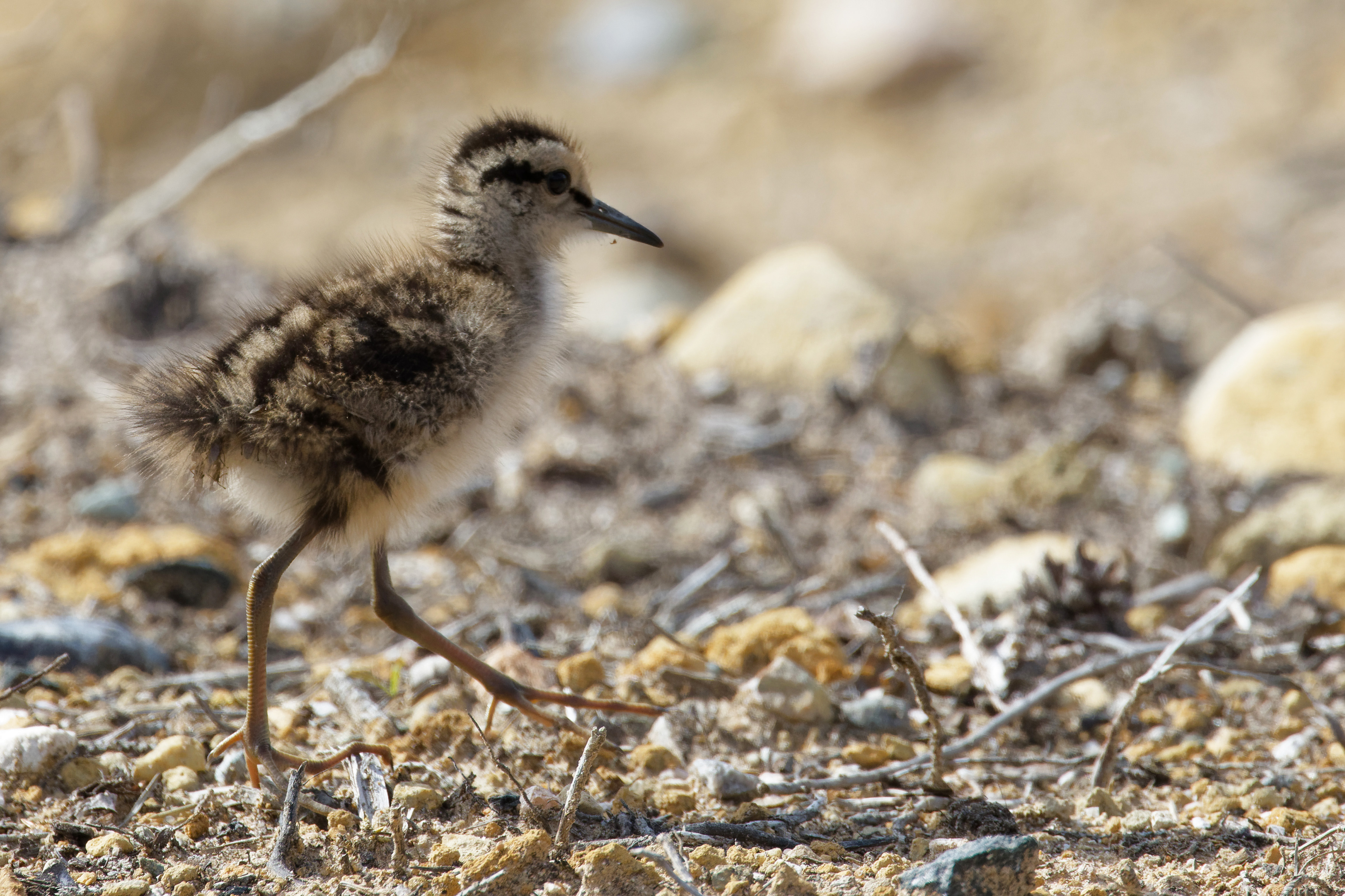 Chevalier sylvain (poussin)
