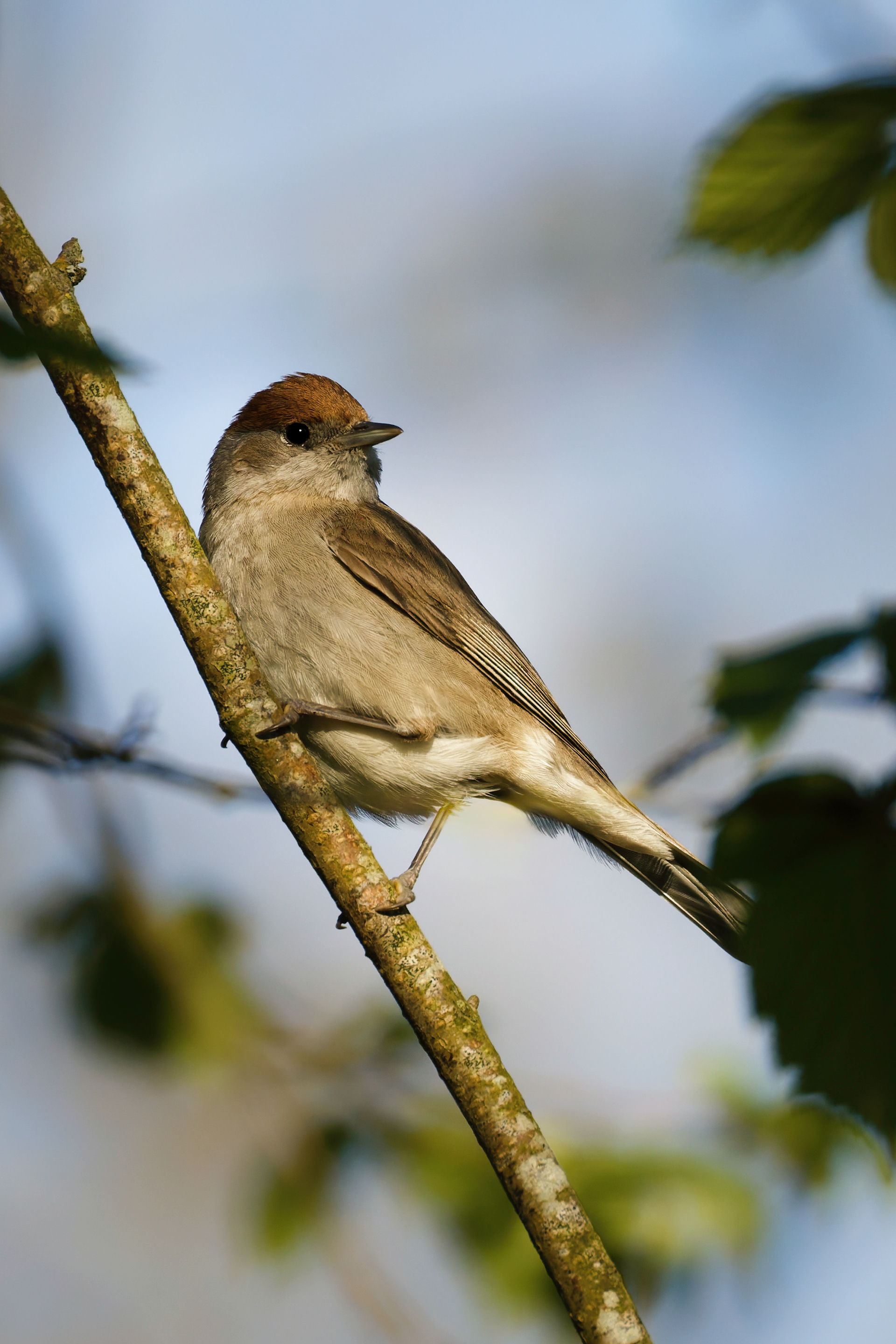 Fauvette à tête  noire (femelle)