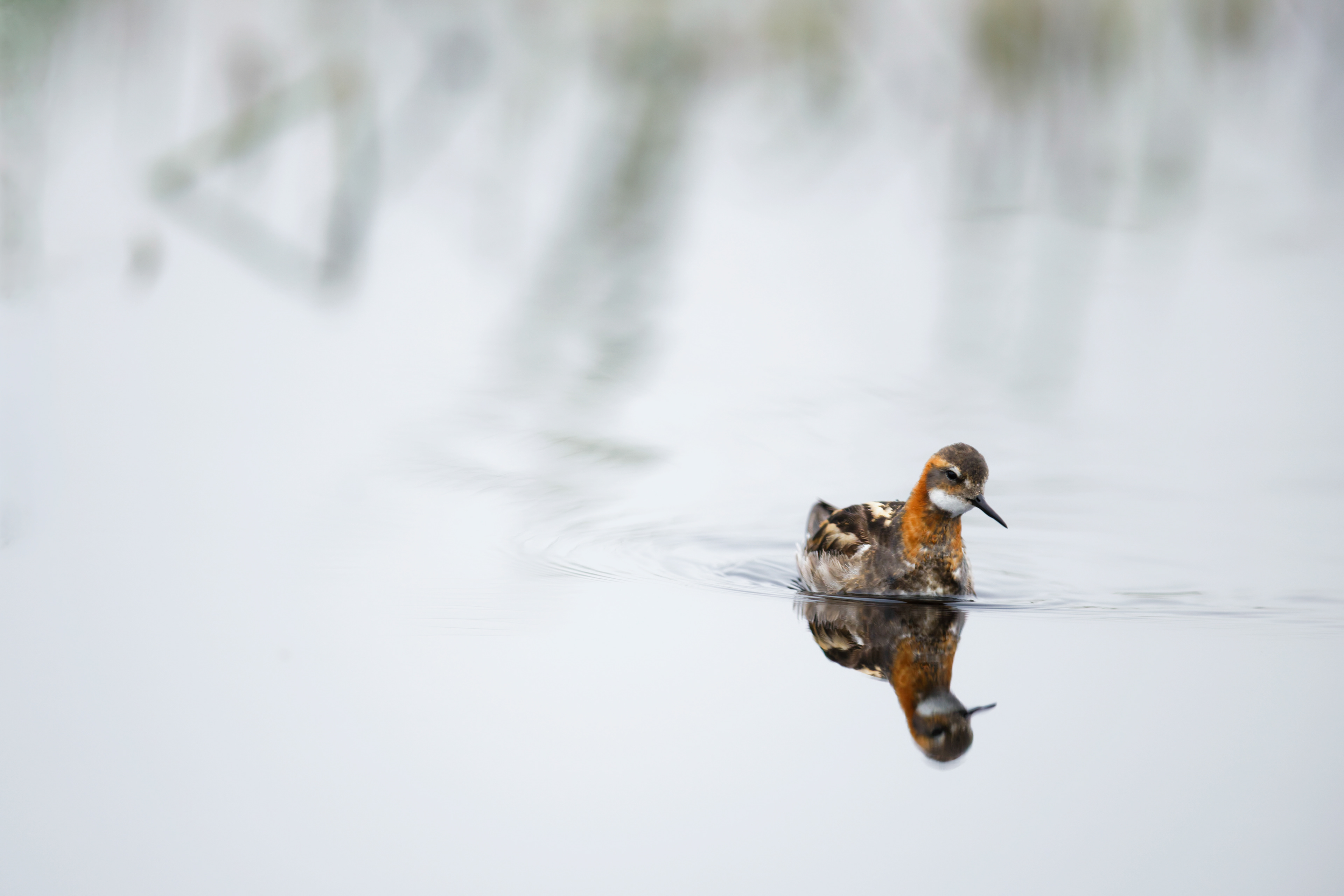 Phalarope à bec étroit
