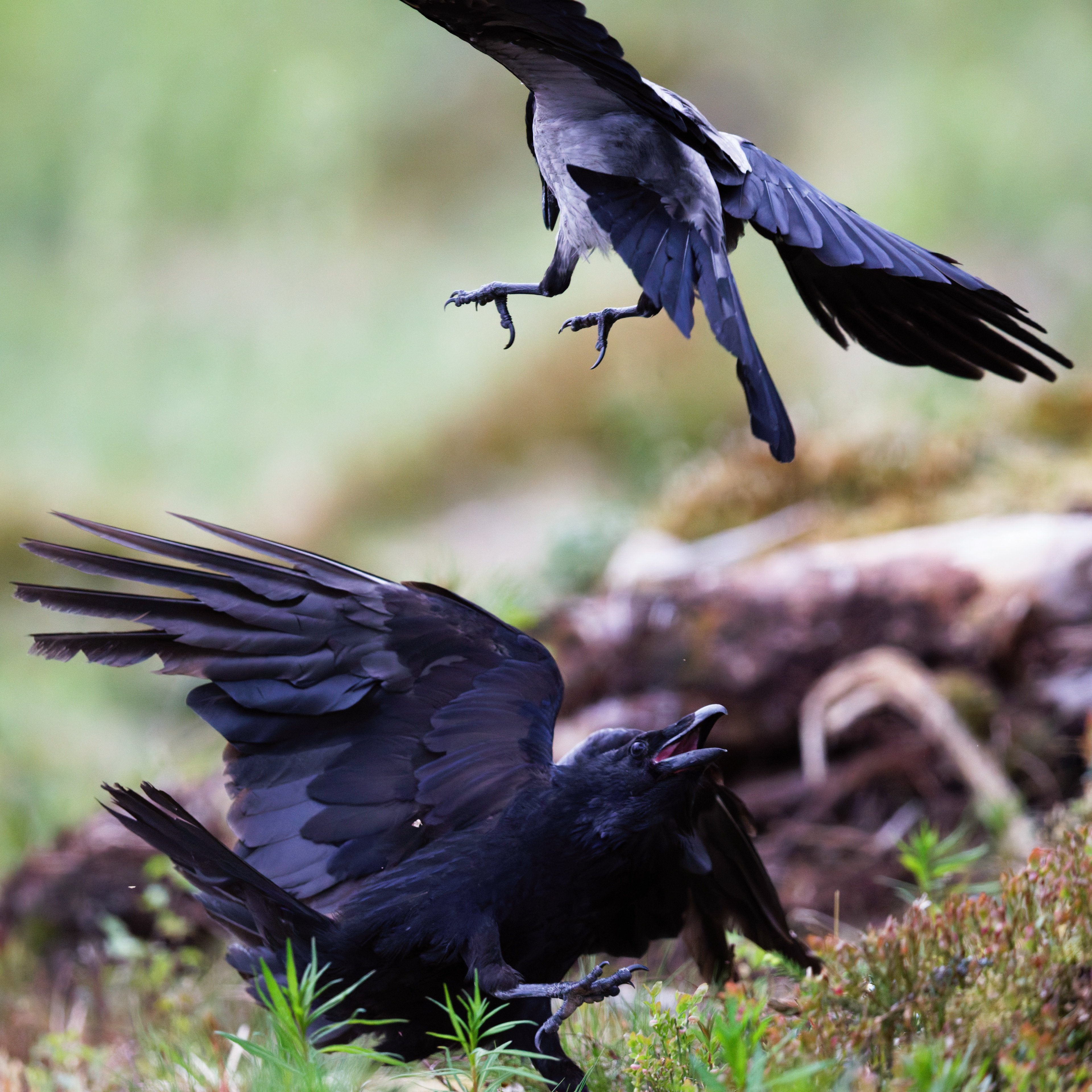 Corneille mantelée et grand Corbeau