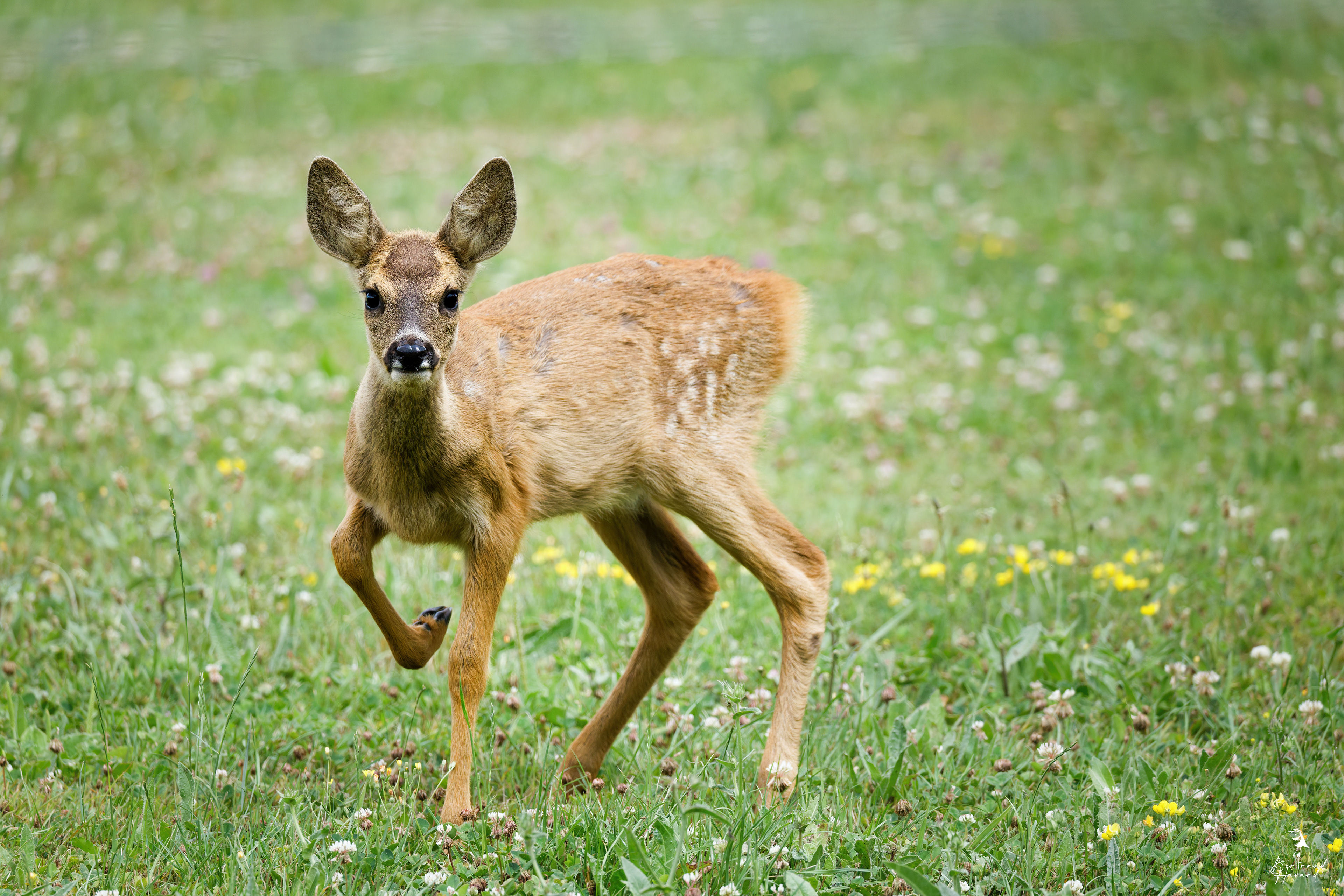 Chevreuil d'Europe (jeune)