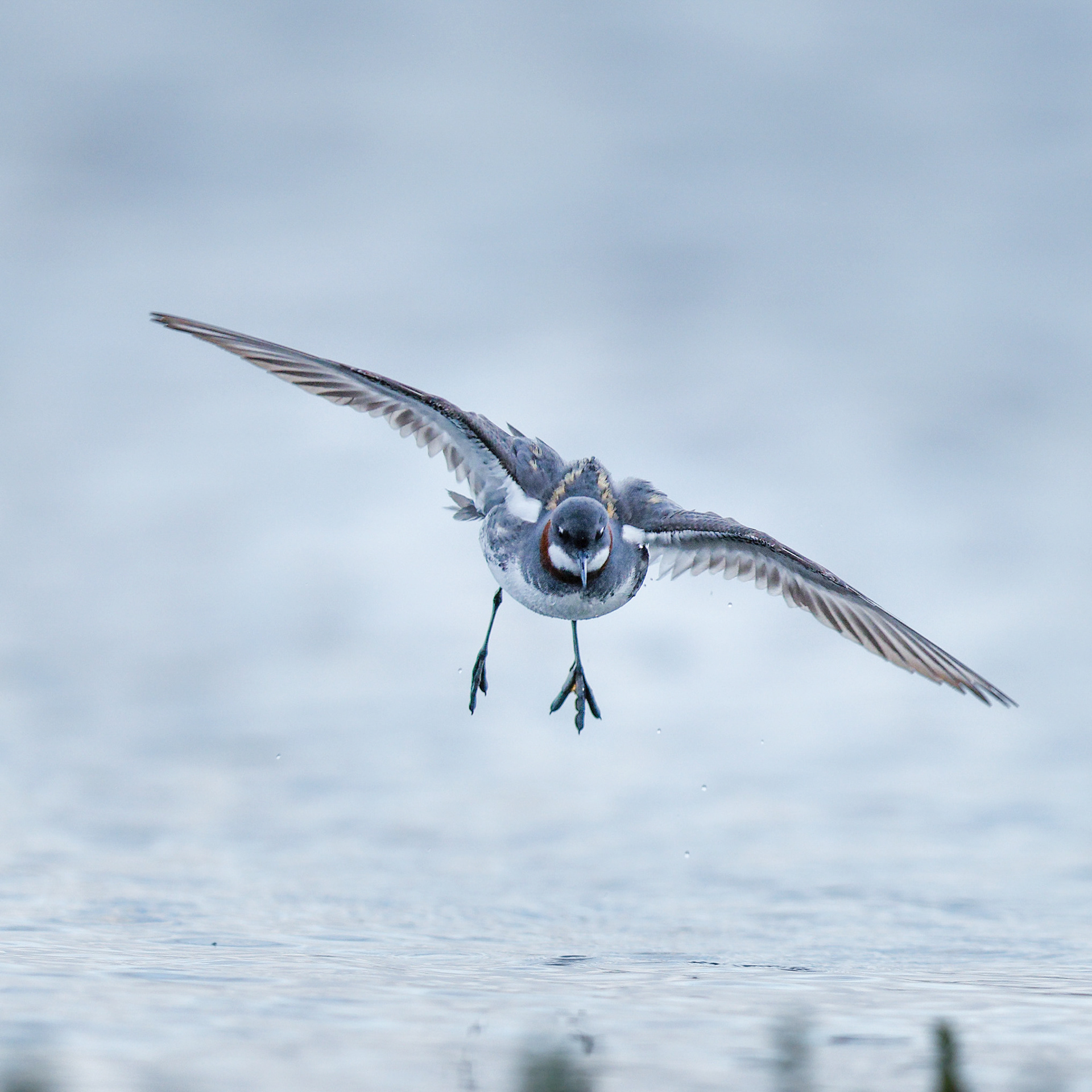 Phalarope à bec étroit