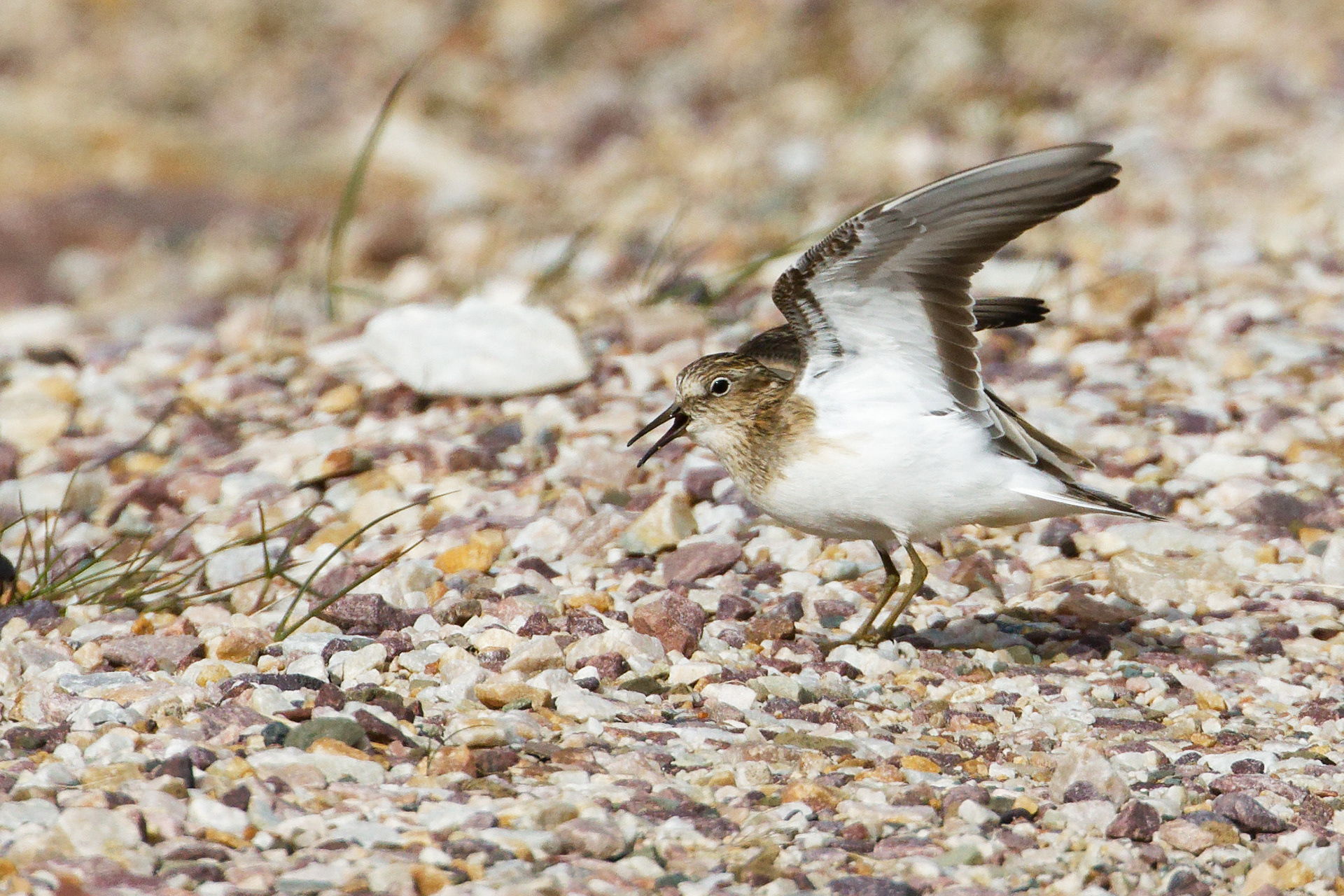 Bécasseau de Temminck