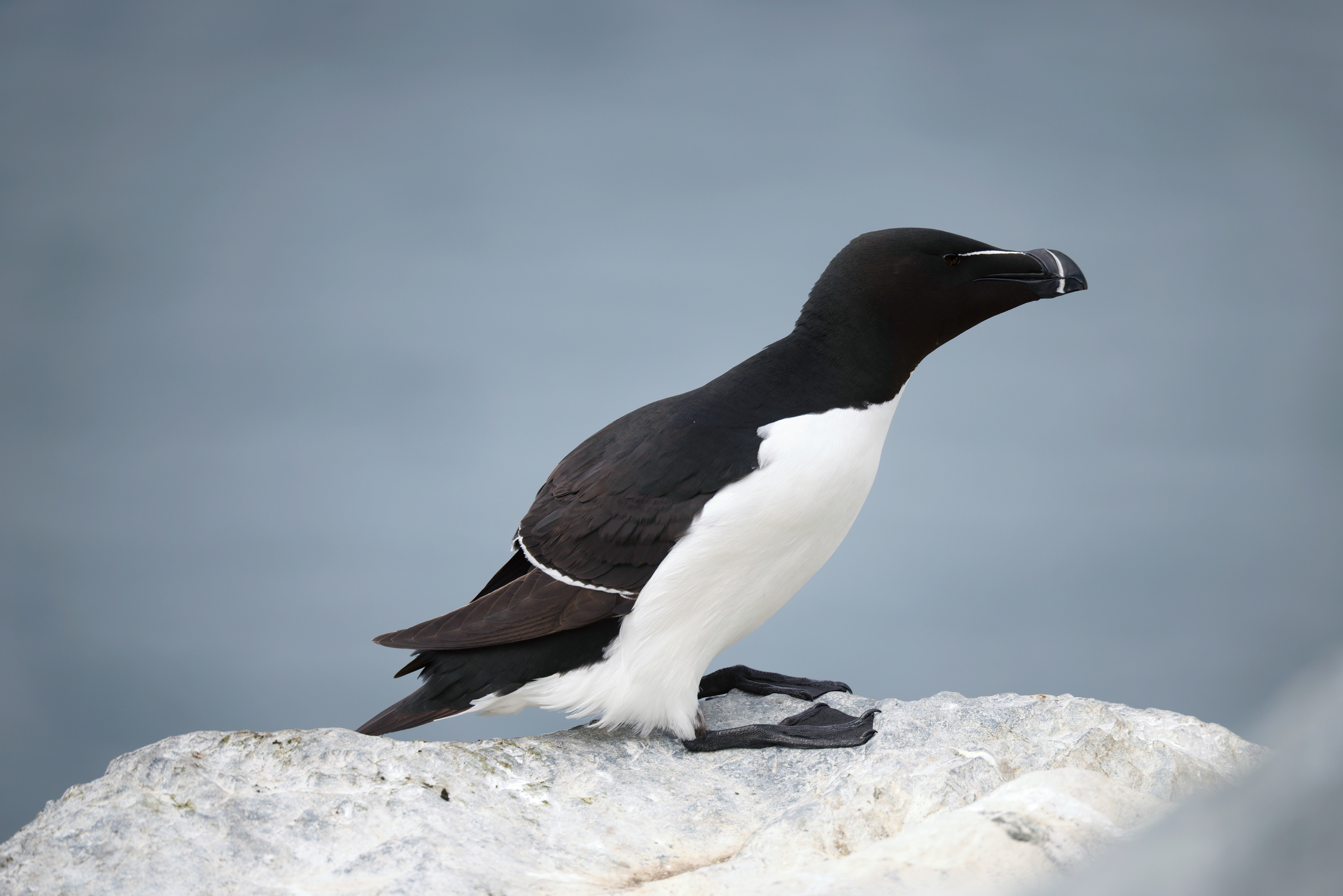 Pingouin torda