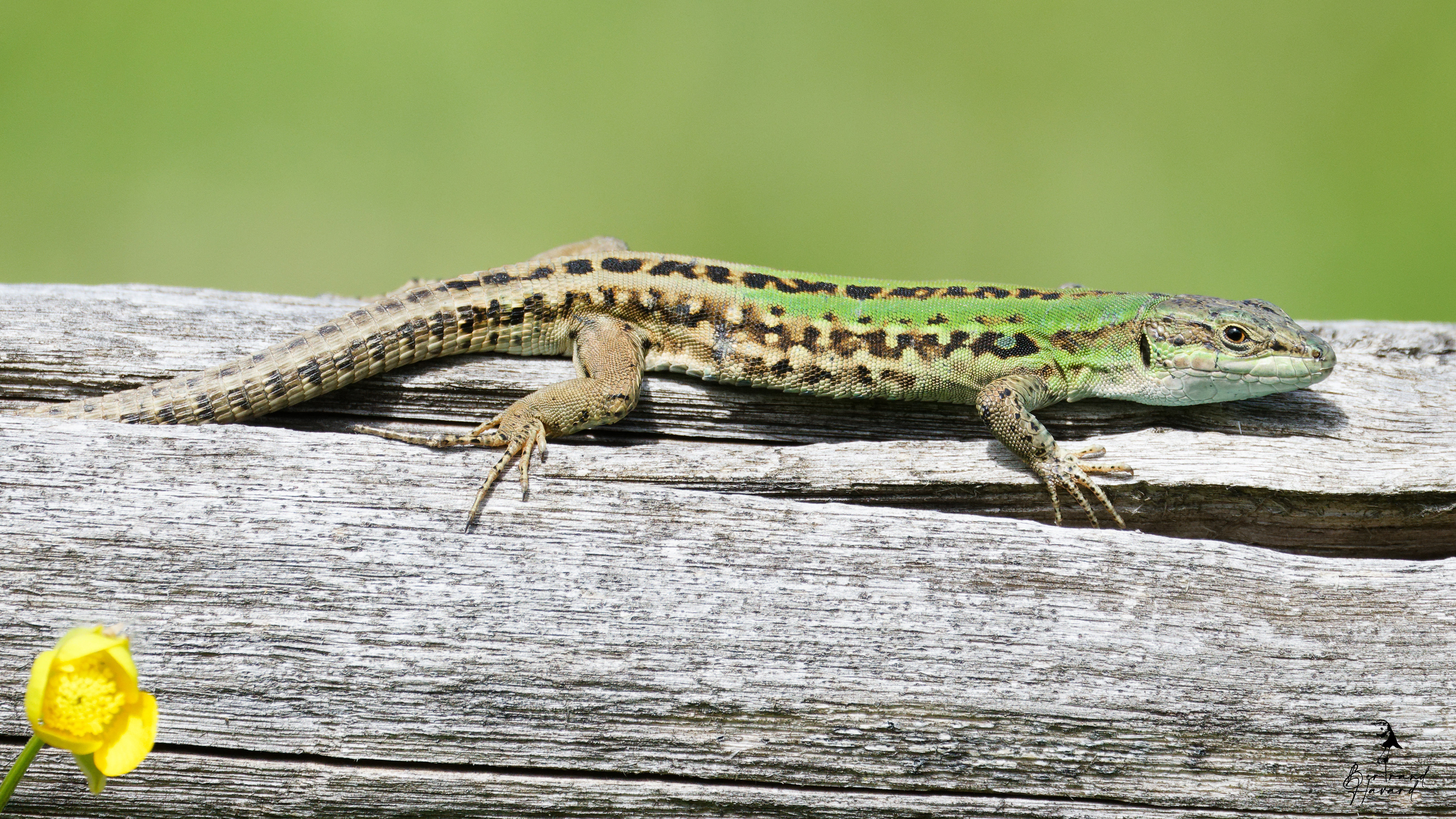 Lézard des murailles