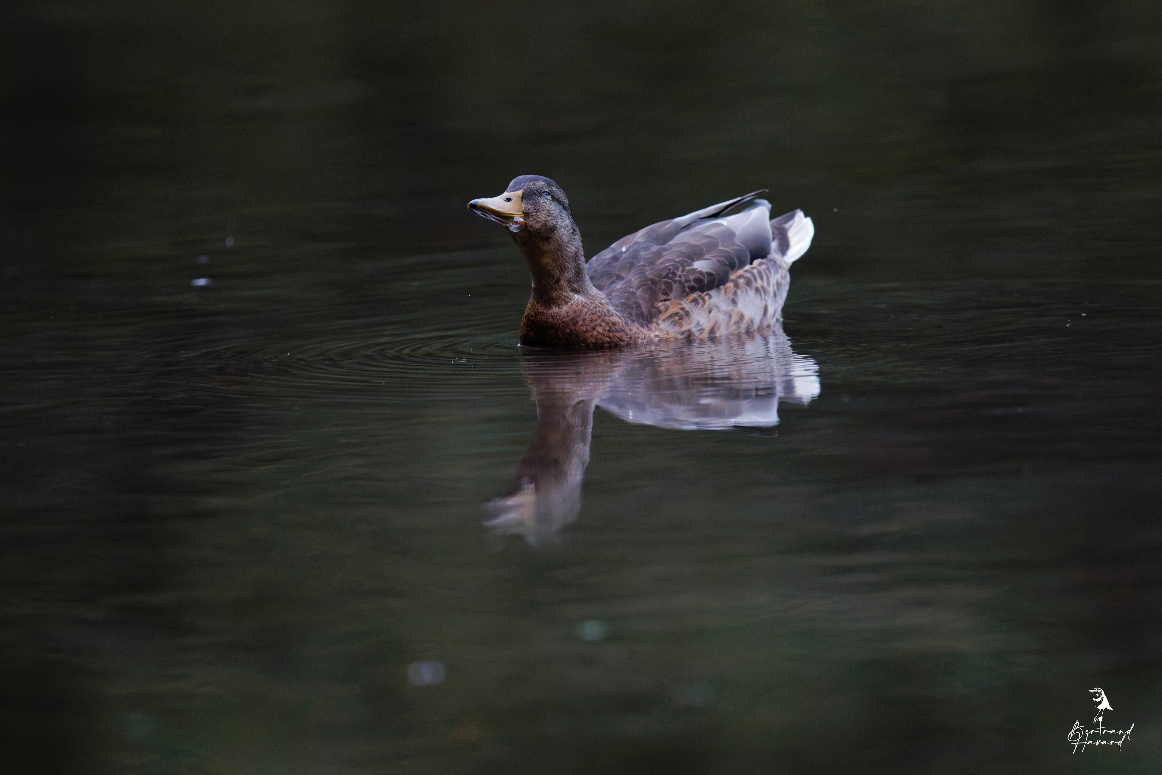 Canard colvert en éclipse