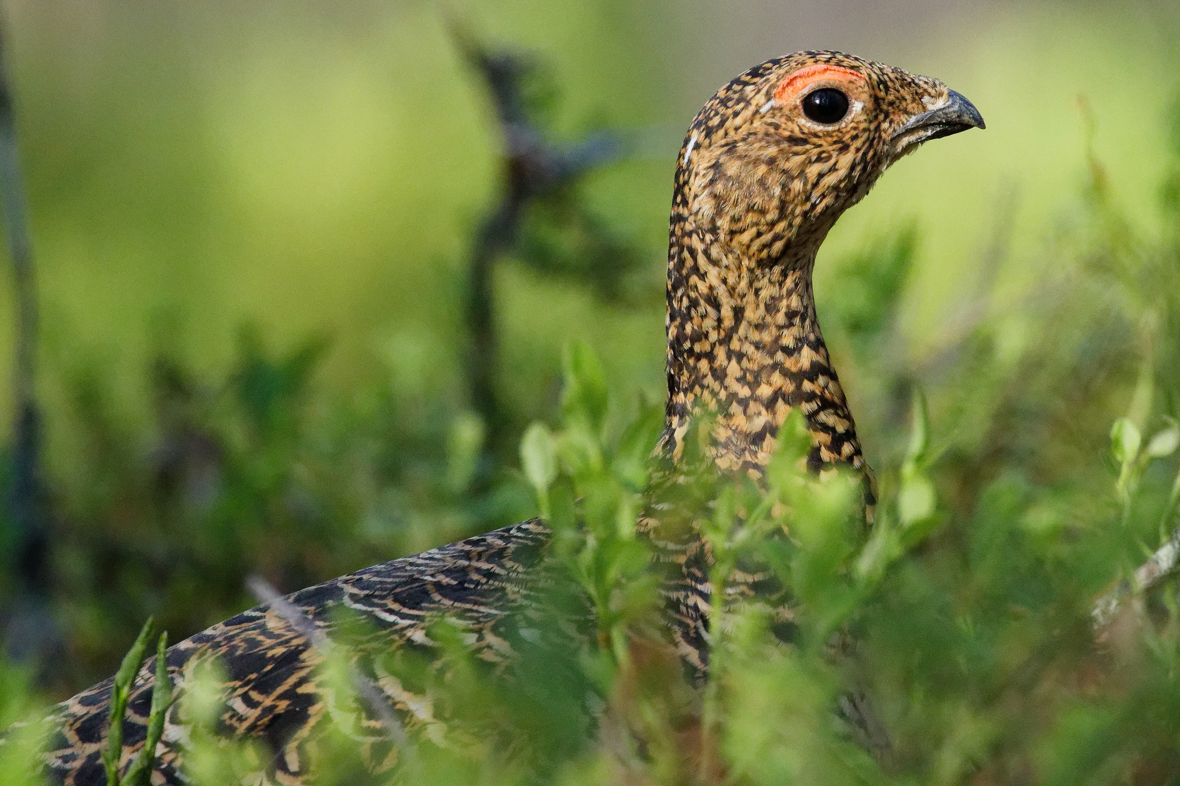 Lagopède des saules