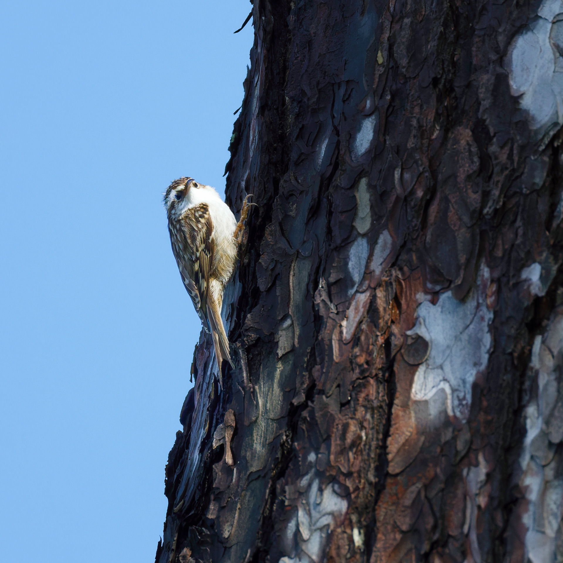 Grimpereau des jardins