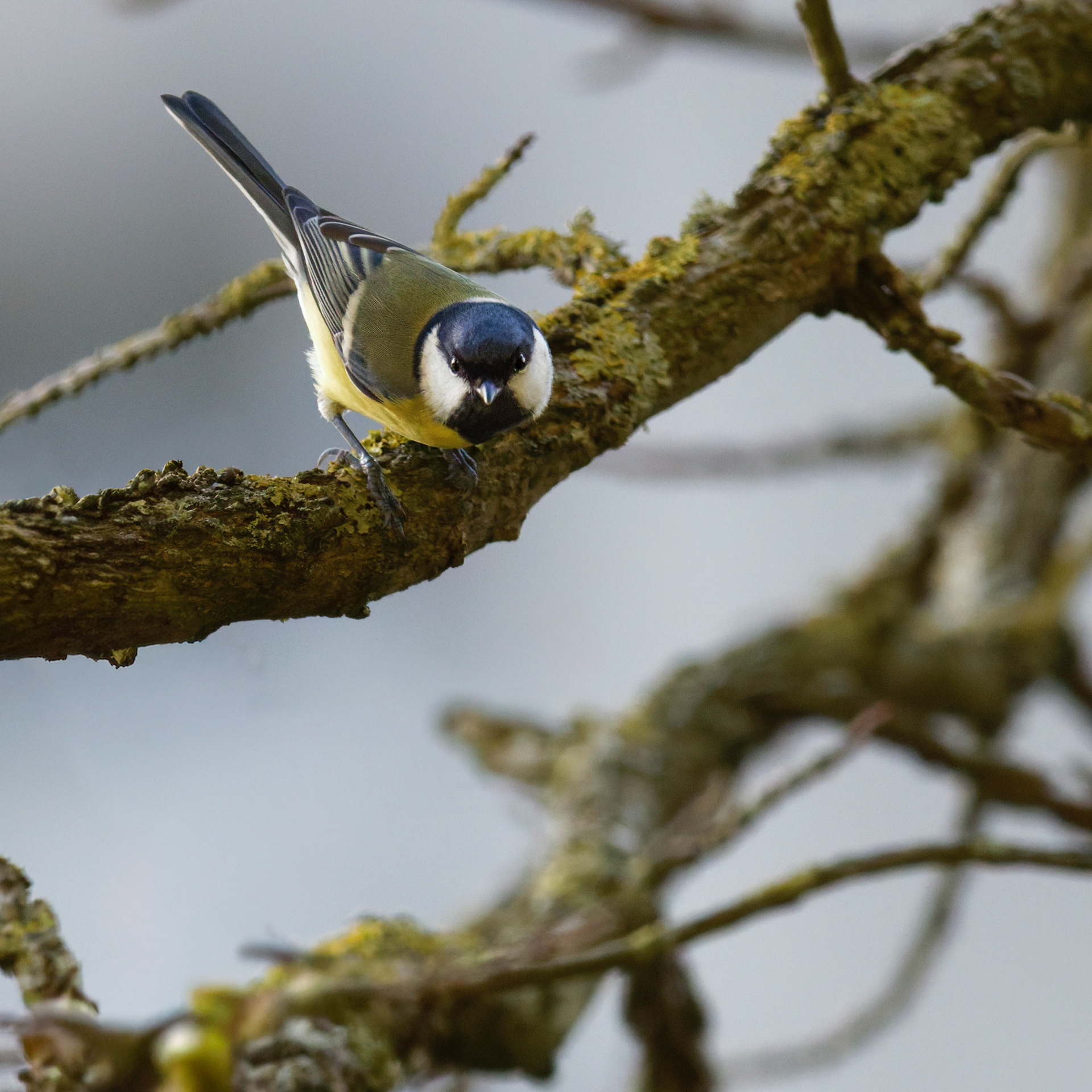 Mésange charbonnière