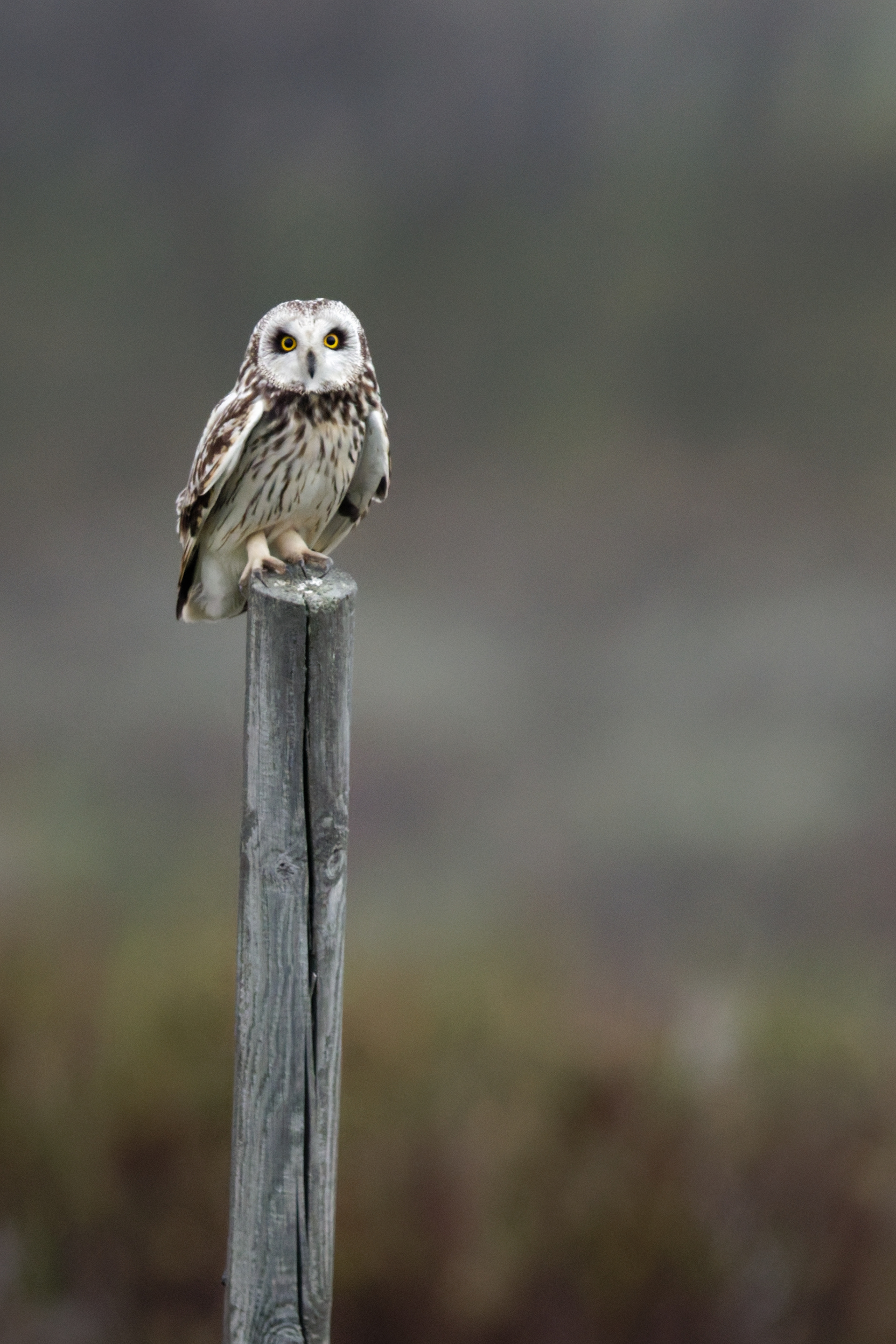 Hibou des marais