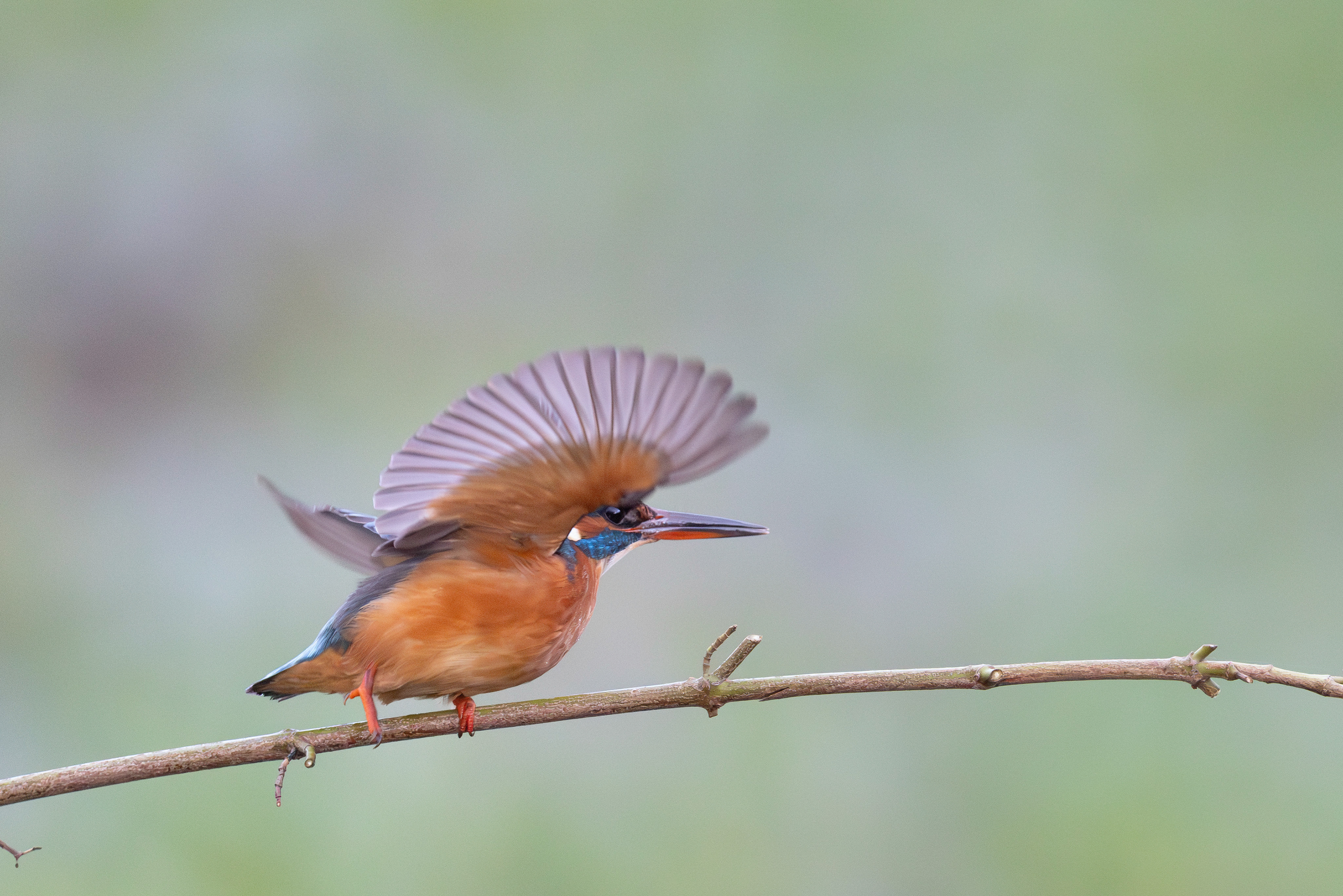 Martin pêcheur d'Europe  femelle