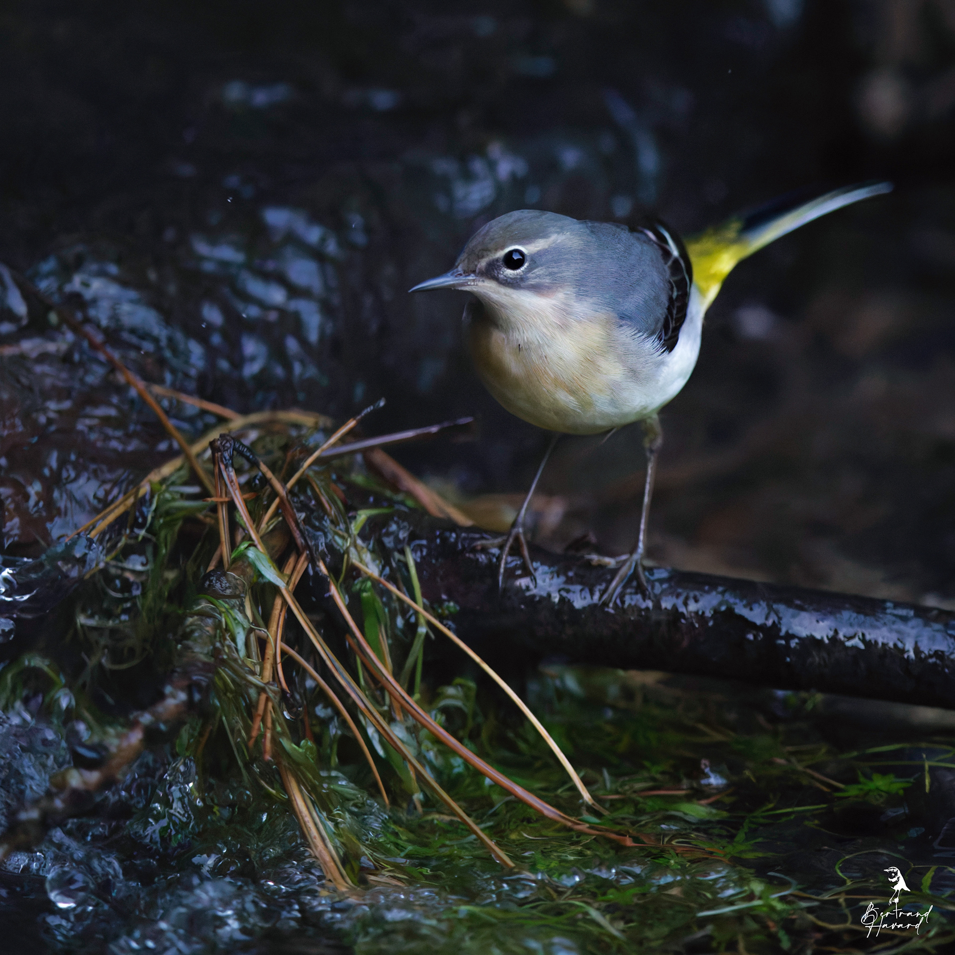 Bergeronnette des ruisseaux