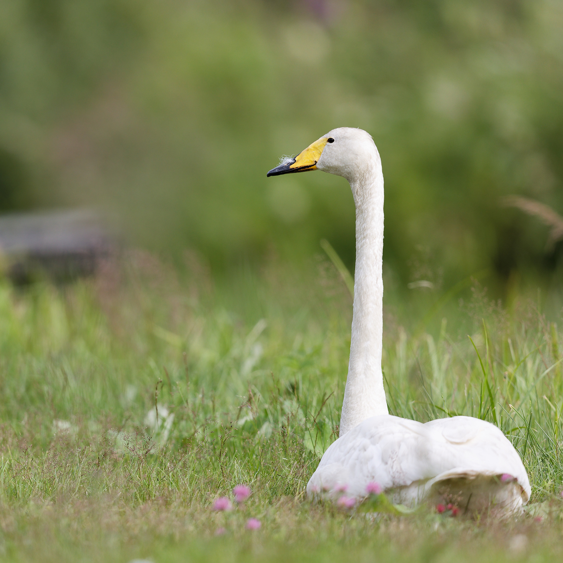 Cygne chanteur