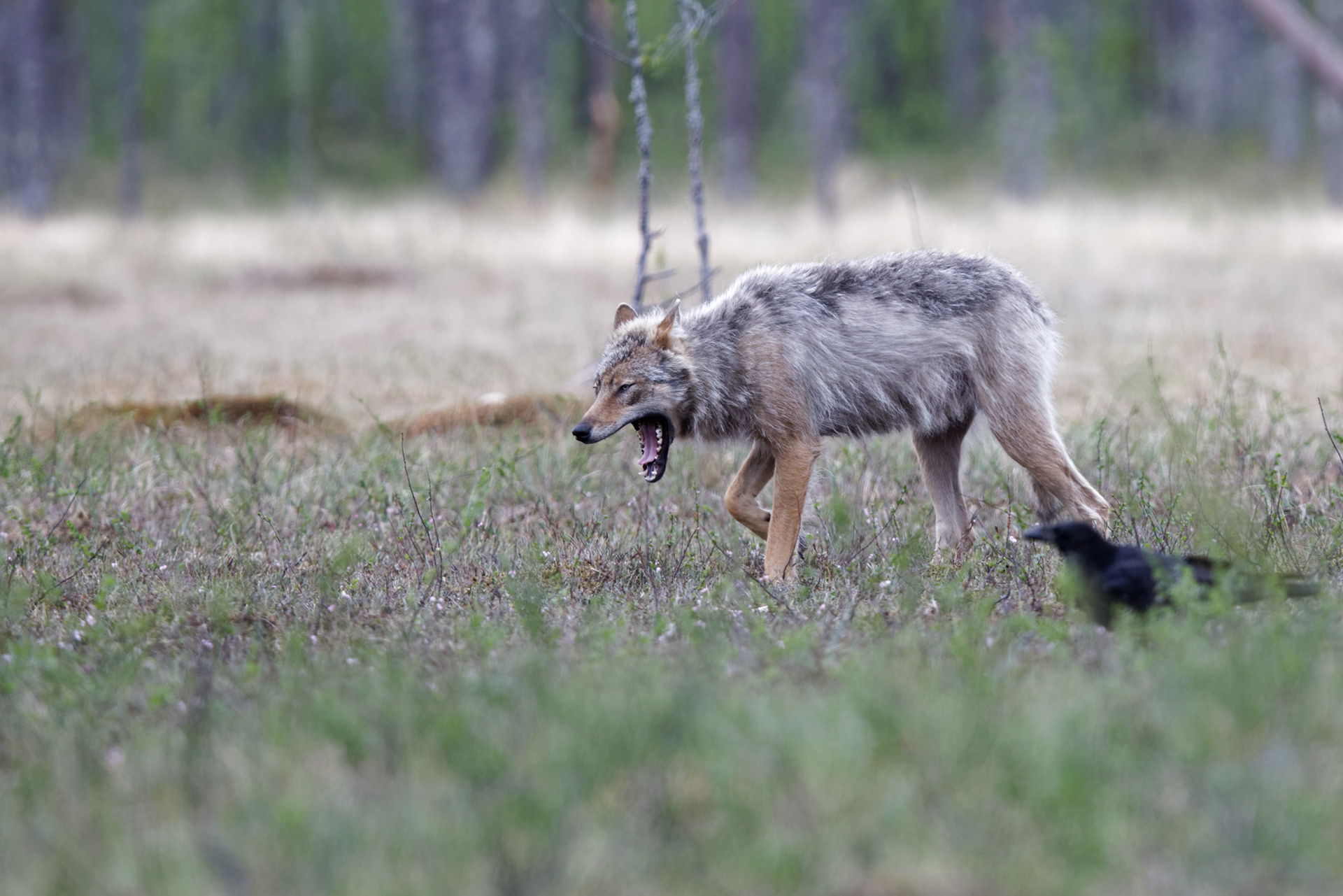 Loup gris