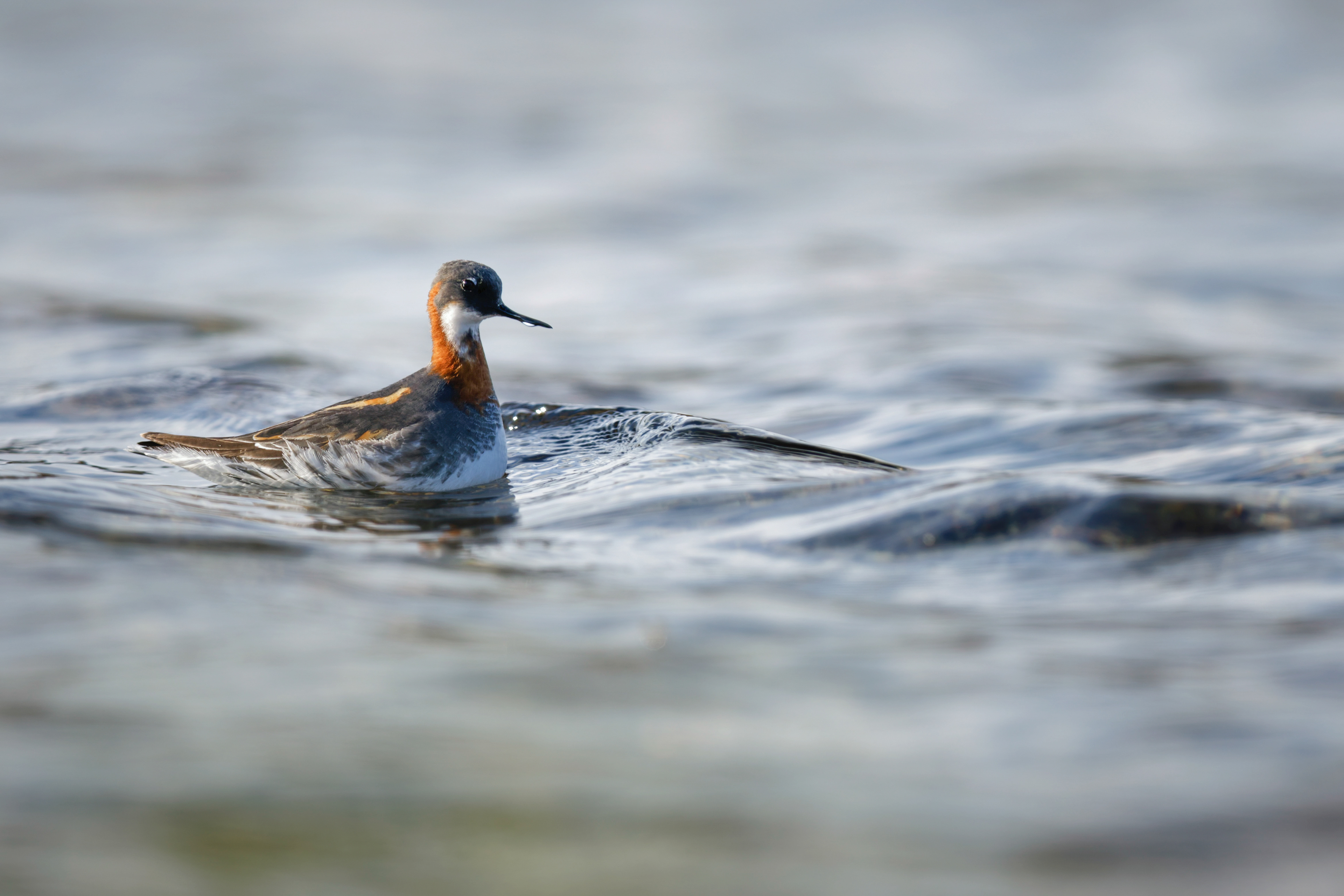 Phalarope à bec étroit