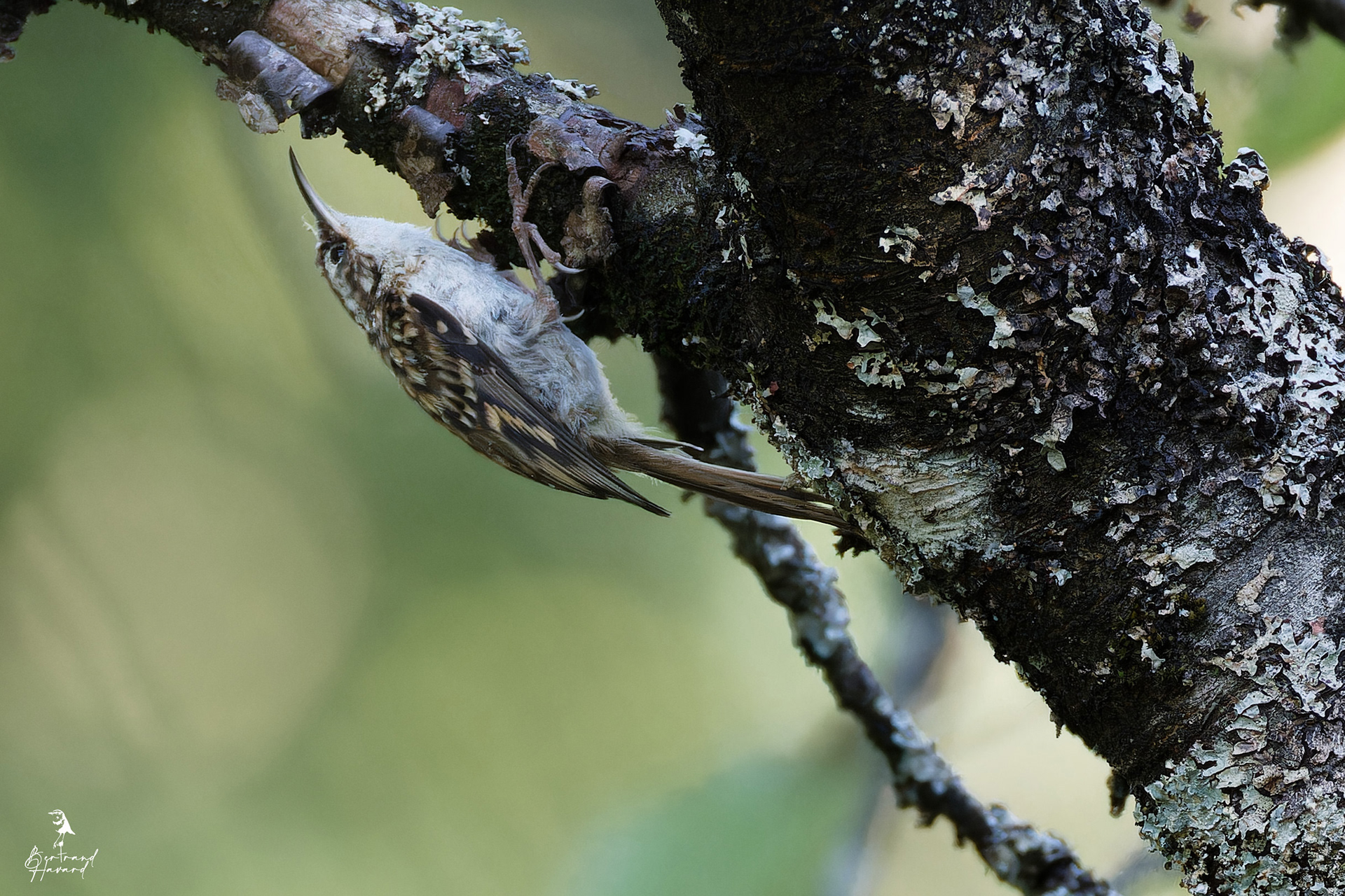 Grimpereau des jardins