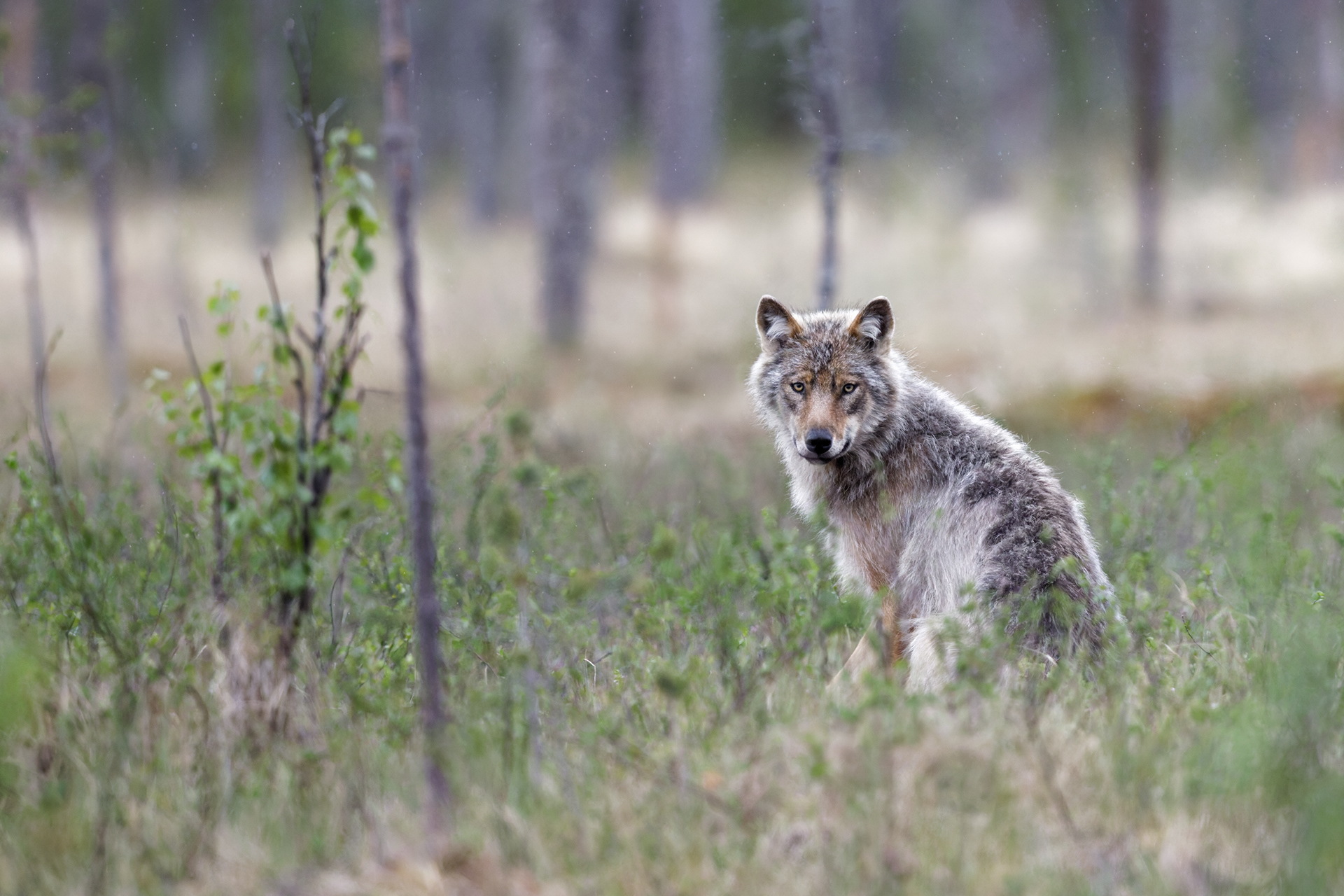 Loup gris