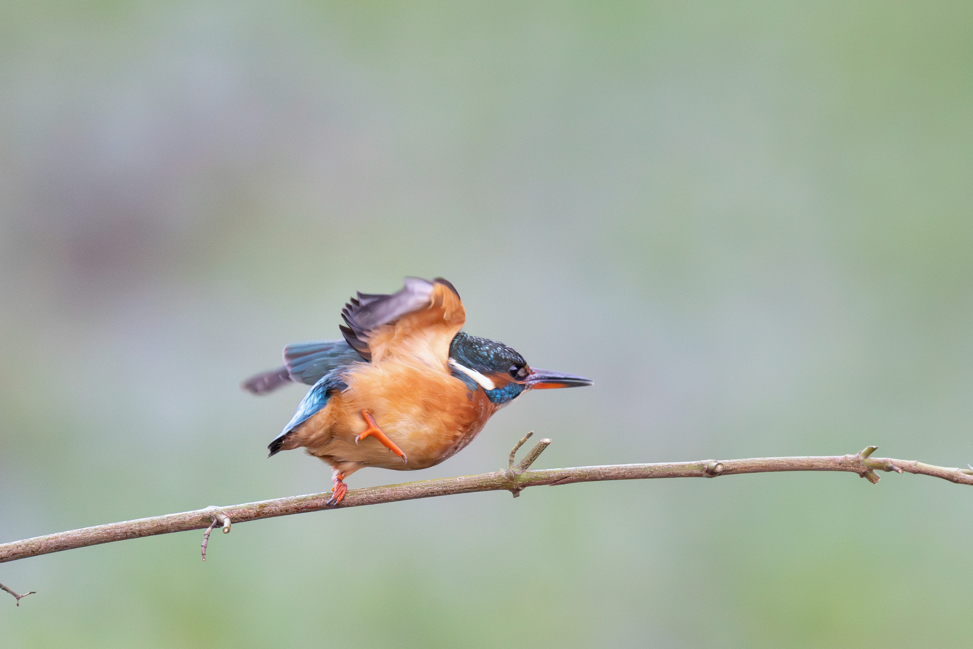 Martin pêcheur d'Europe  femelle