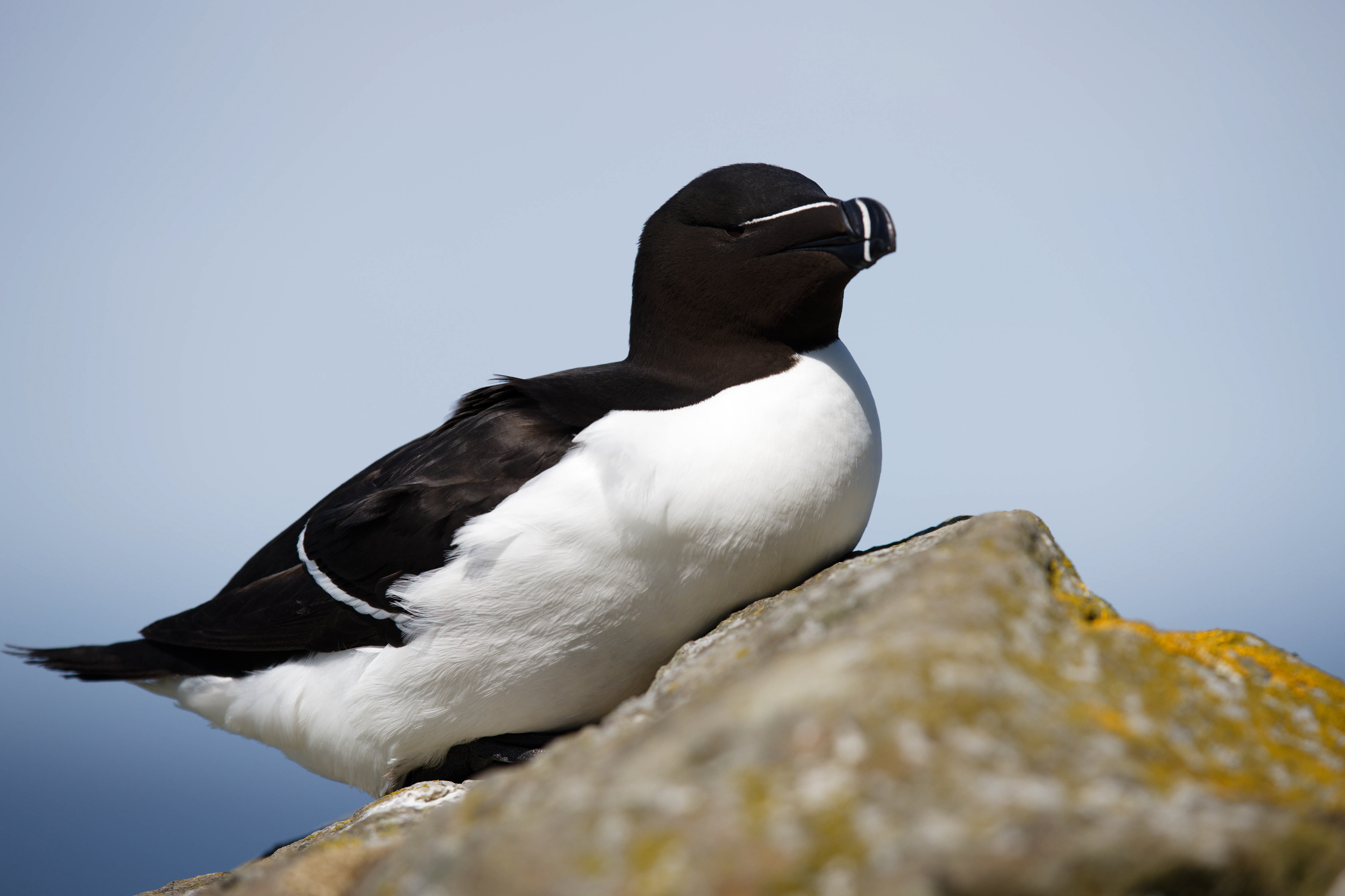 Pingouin torda