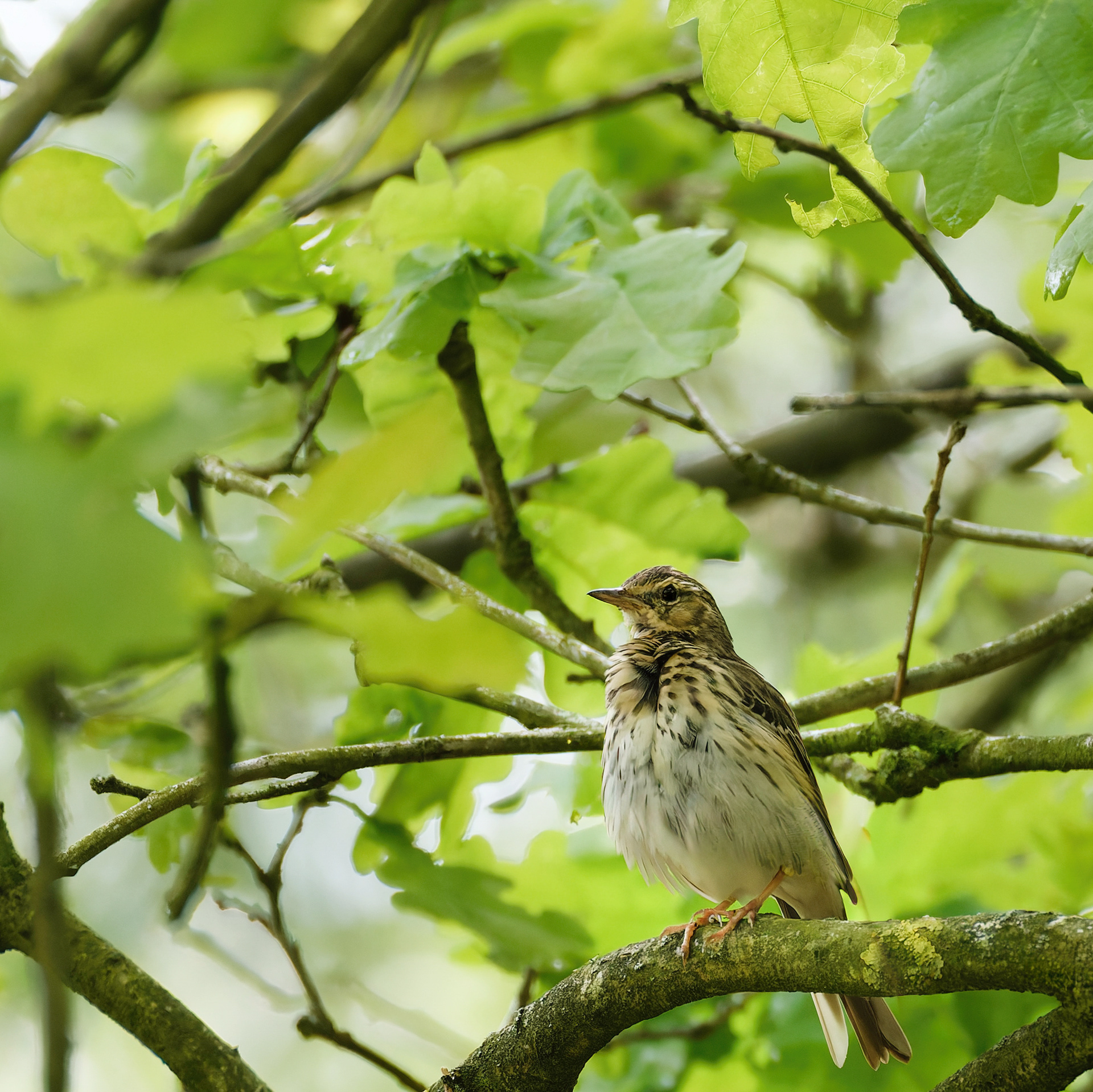 Pipit des arbres
