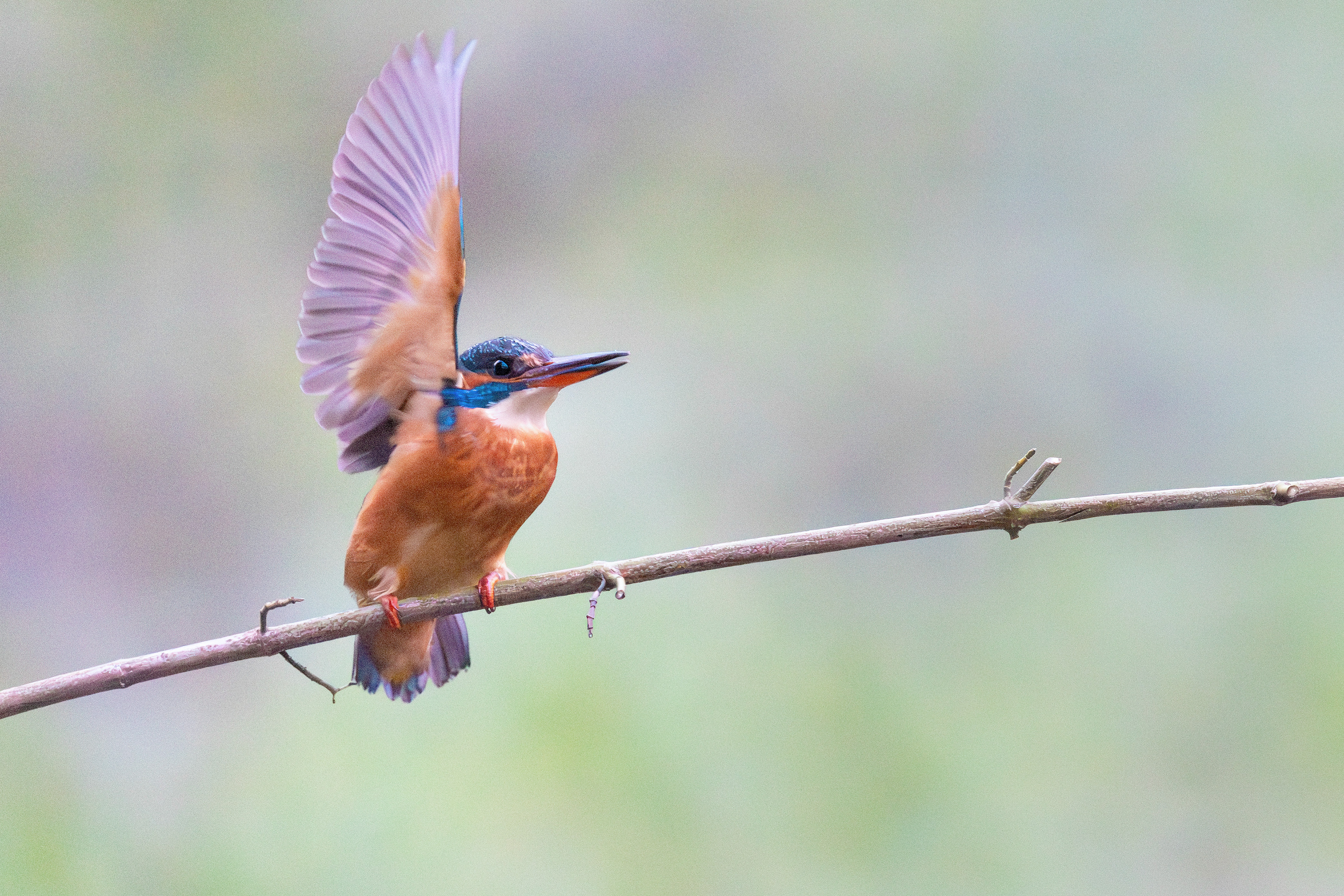 Martin pêcheur d'Europe  femelle