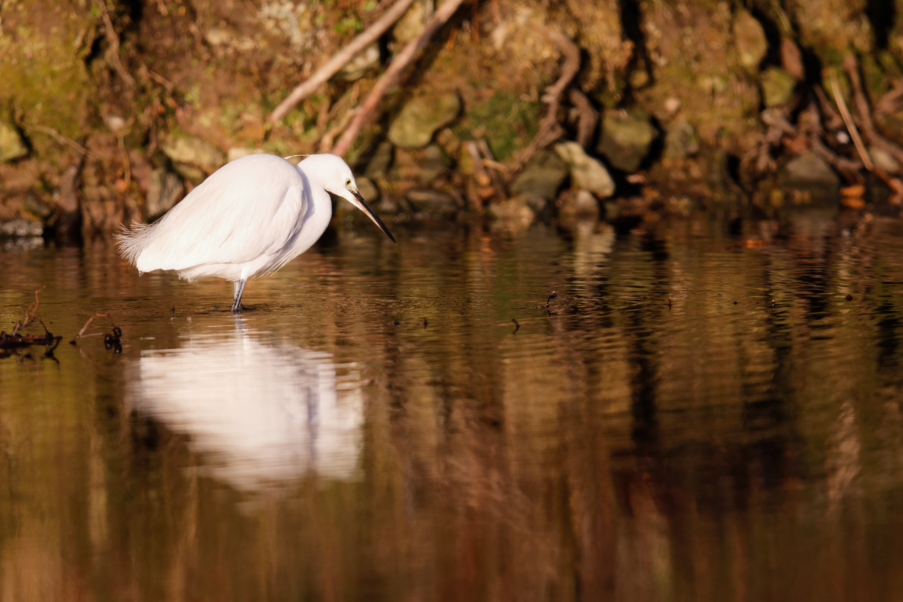 Aigrette garzette
