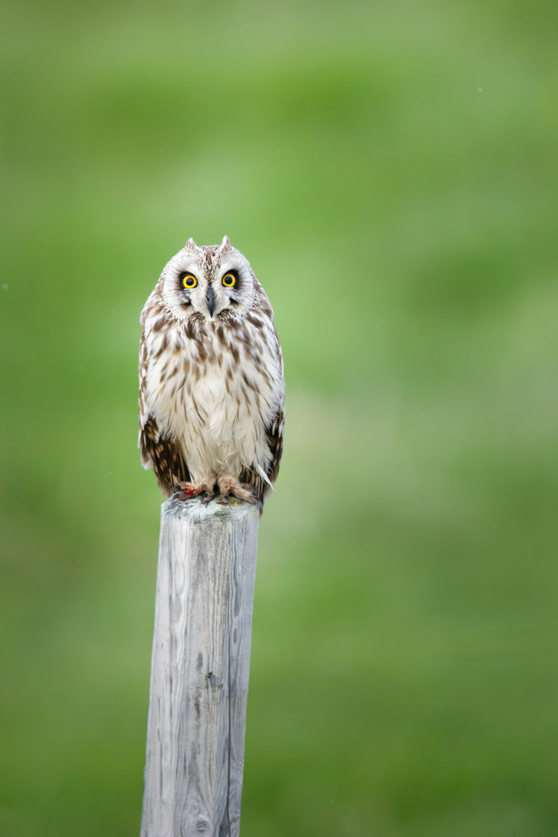 Hibou des marais