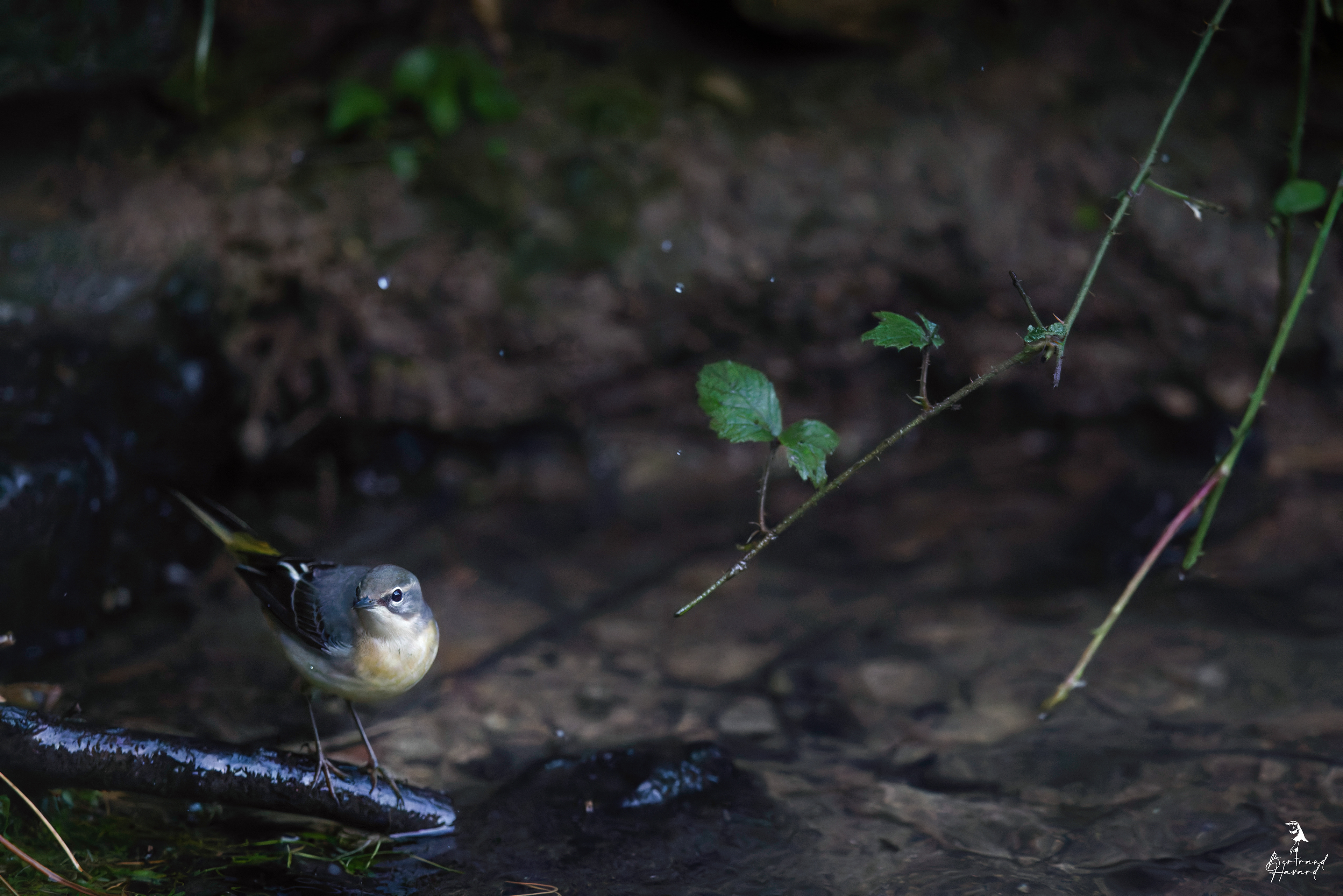 Bergeronnette des ruisseaux