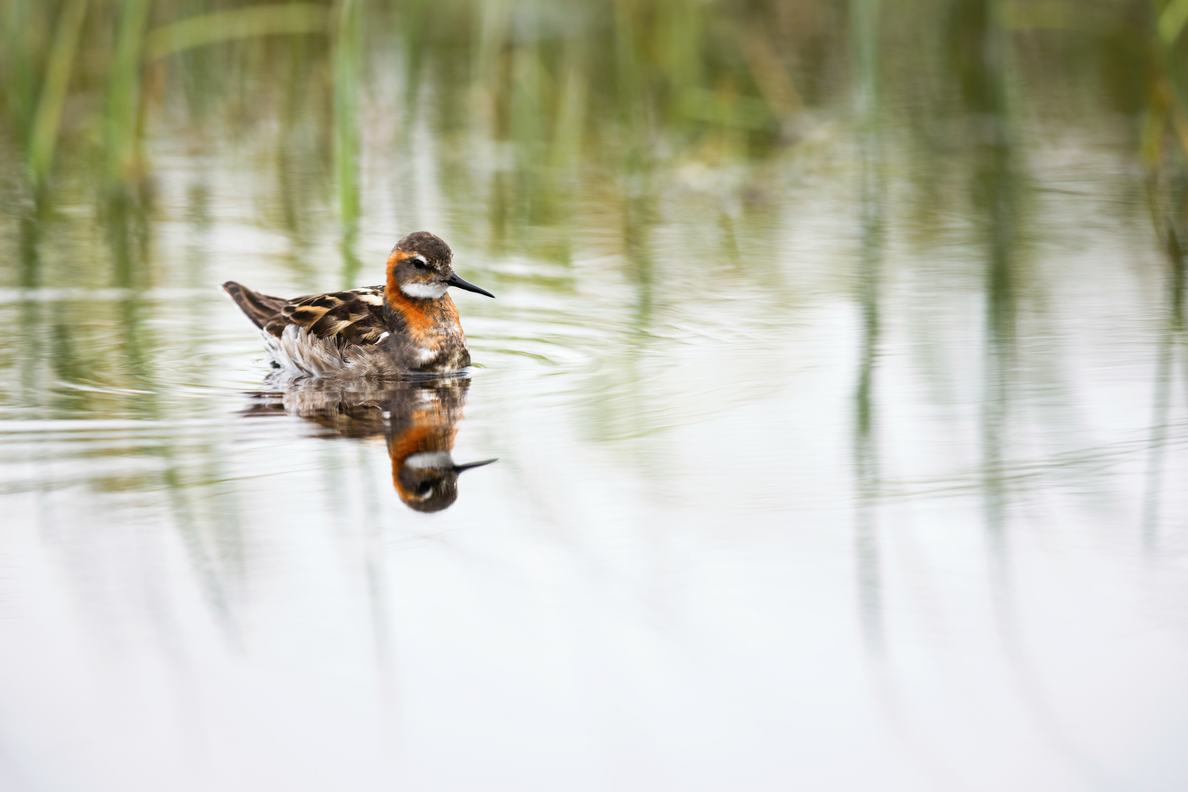 Phalarope à bec étroit