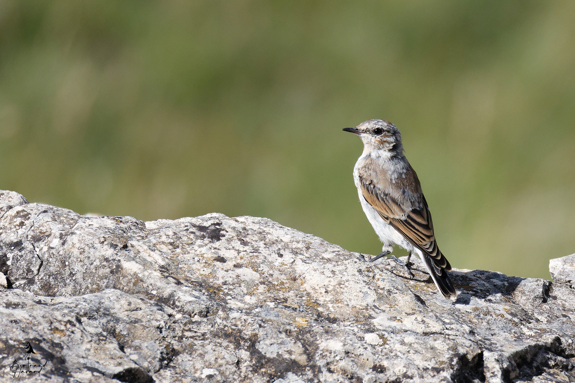 traquet motteux (jeune)