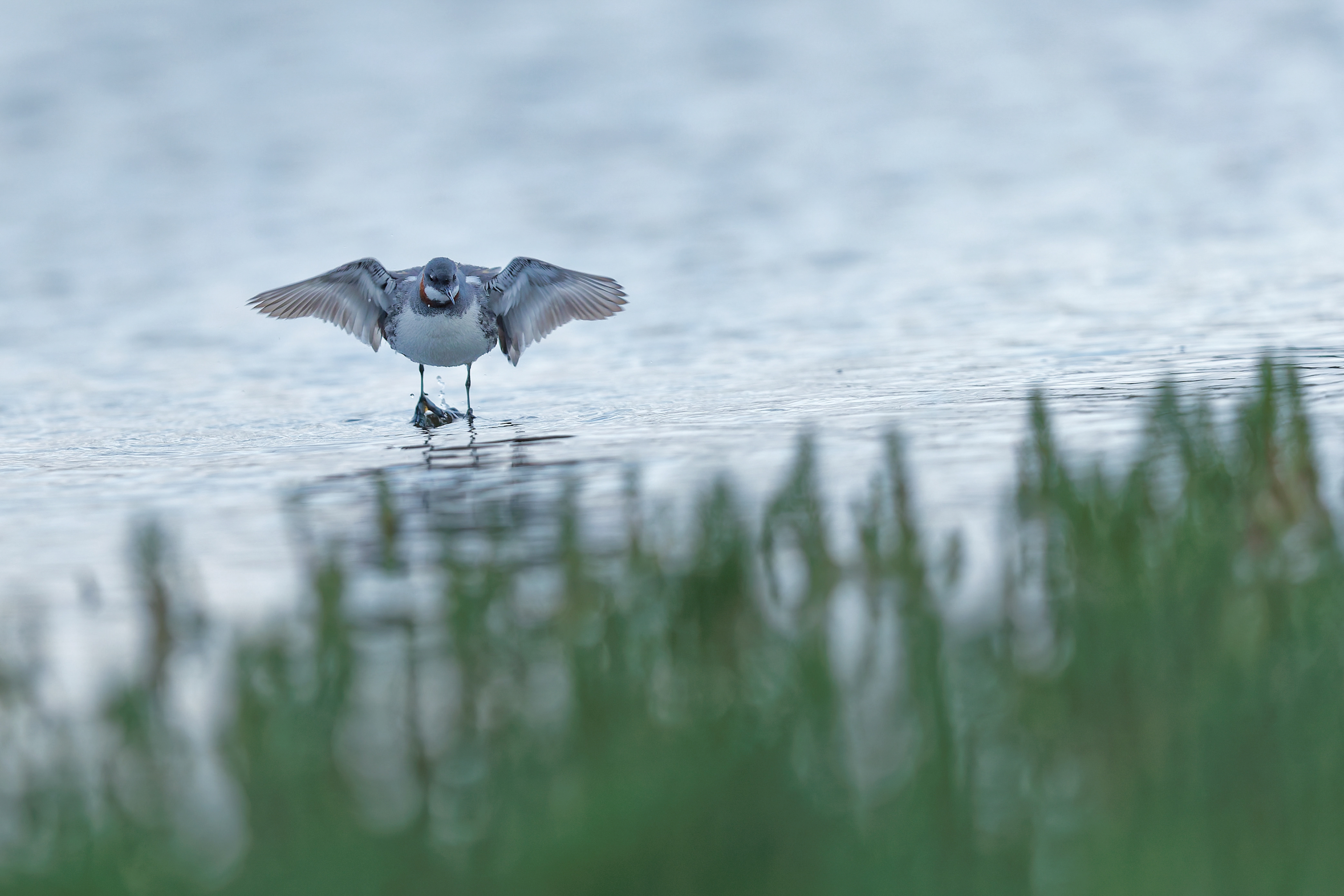 Phalarope à bec étroit