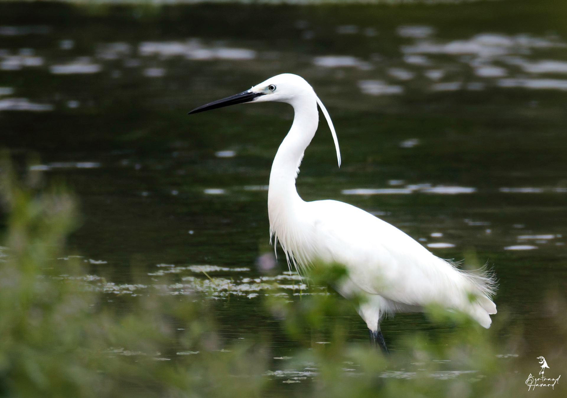 Aigrette garzette