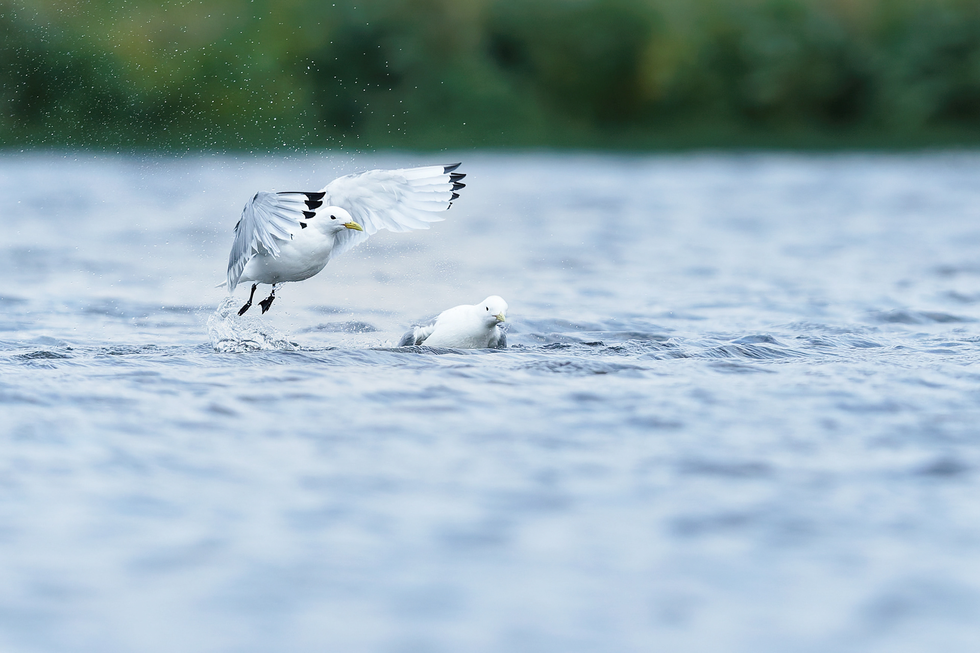 Mouettes tridactyles