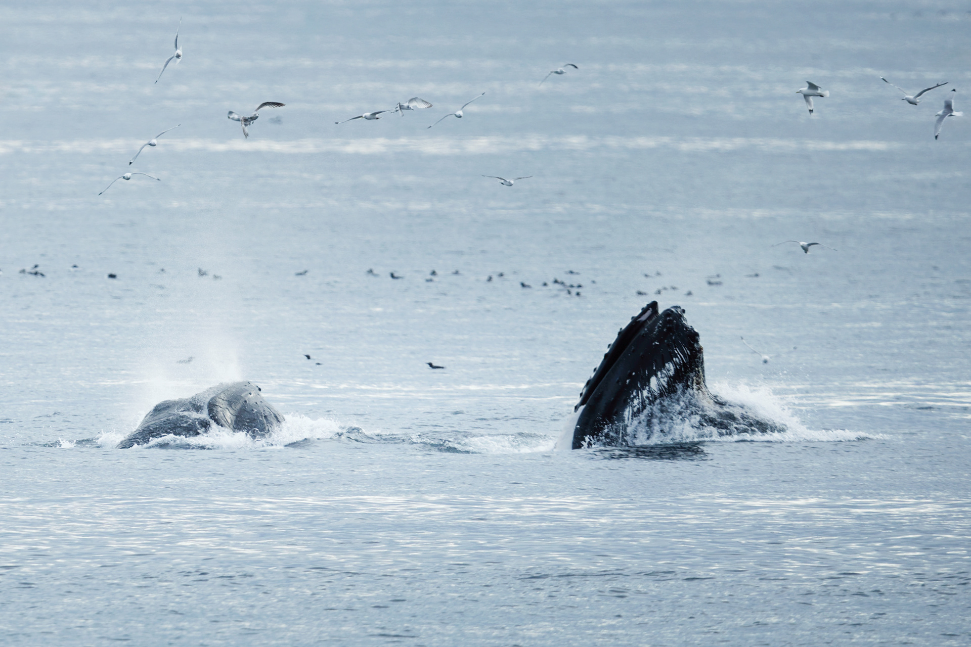 Baleine à bosses