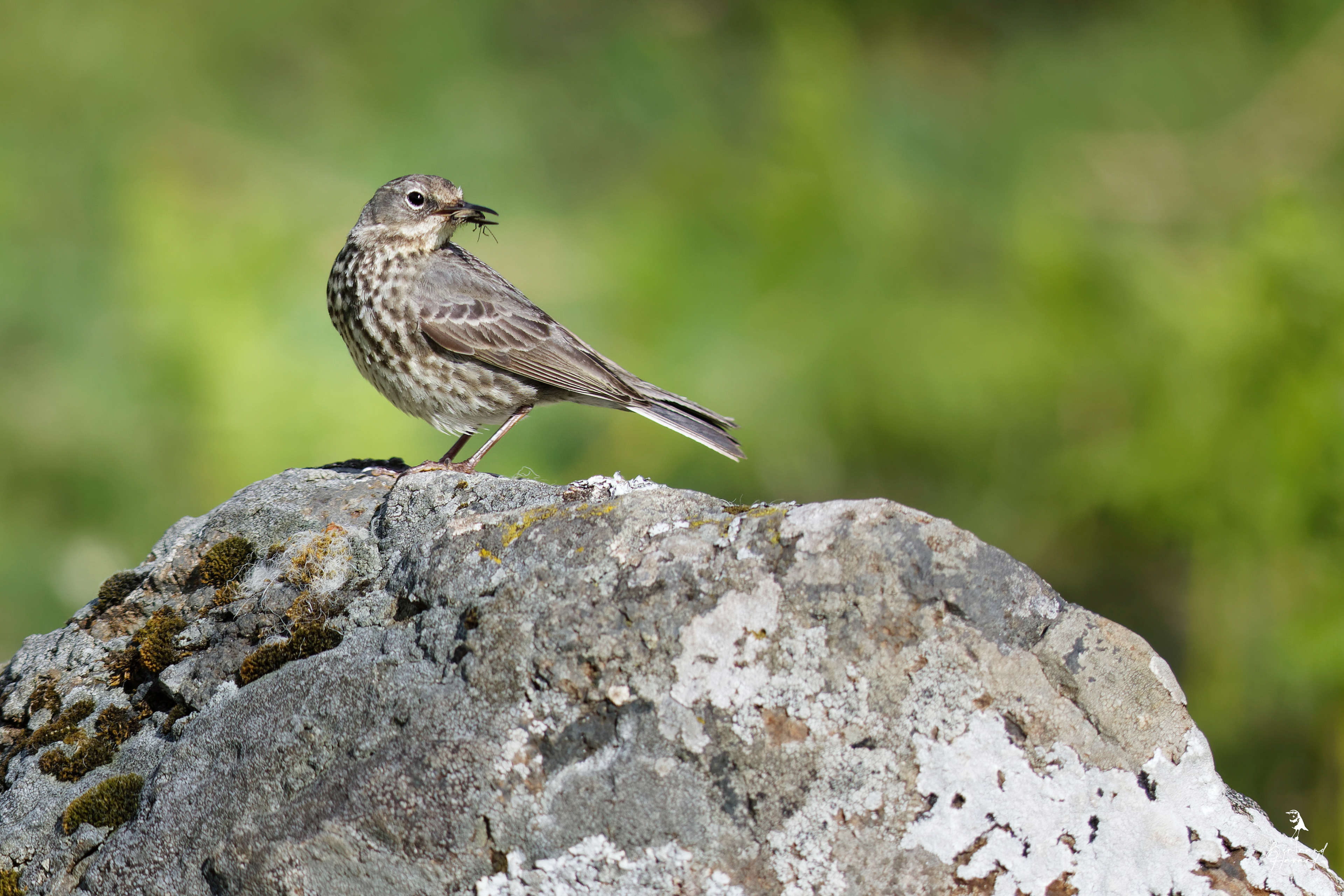 Pipit farlouse