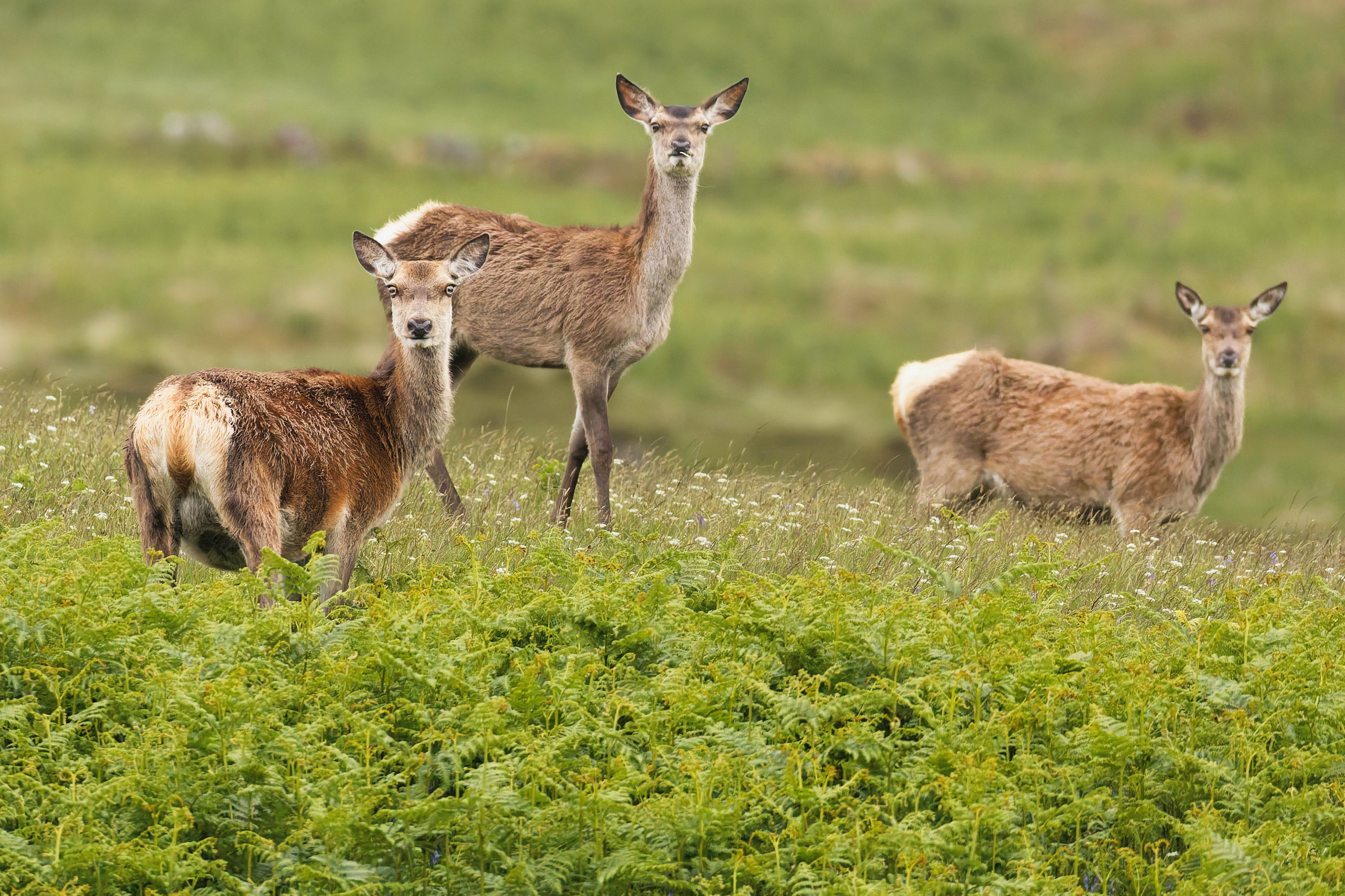 Cerf élaphe (biches)