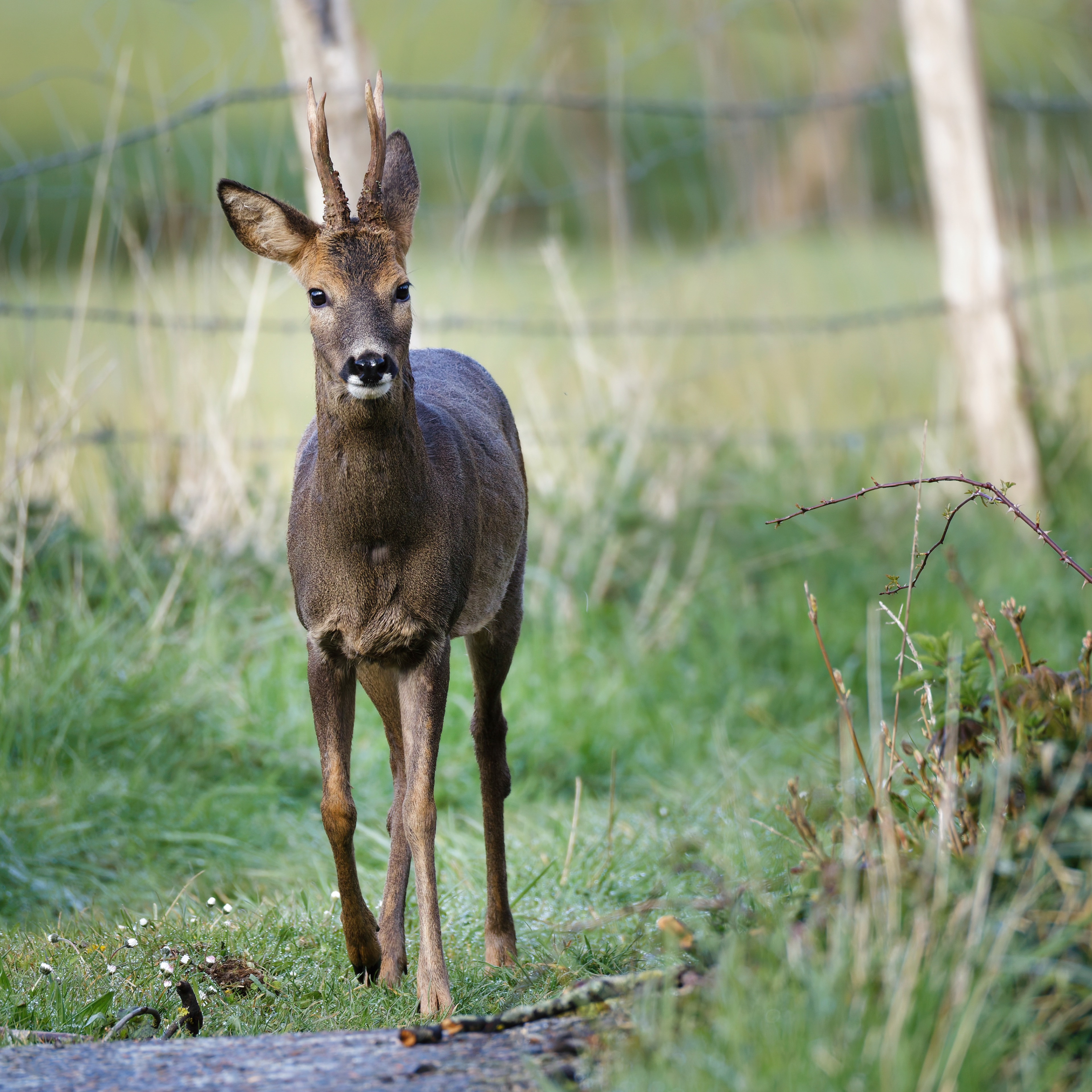 Chevreuil d'Europe (brocard)