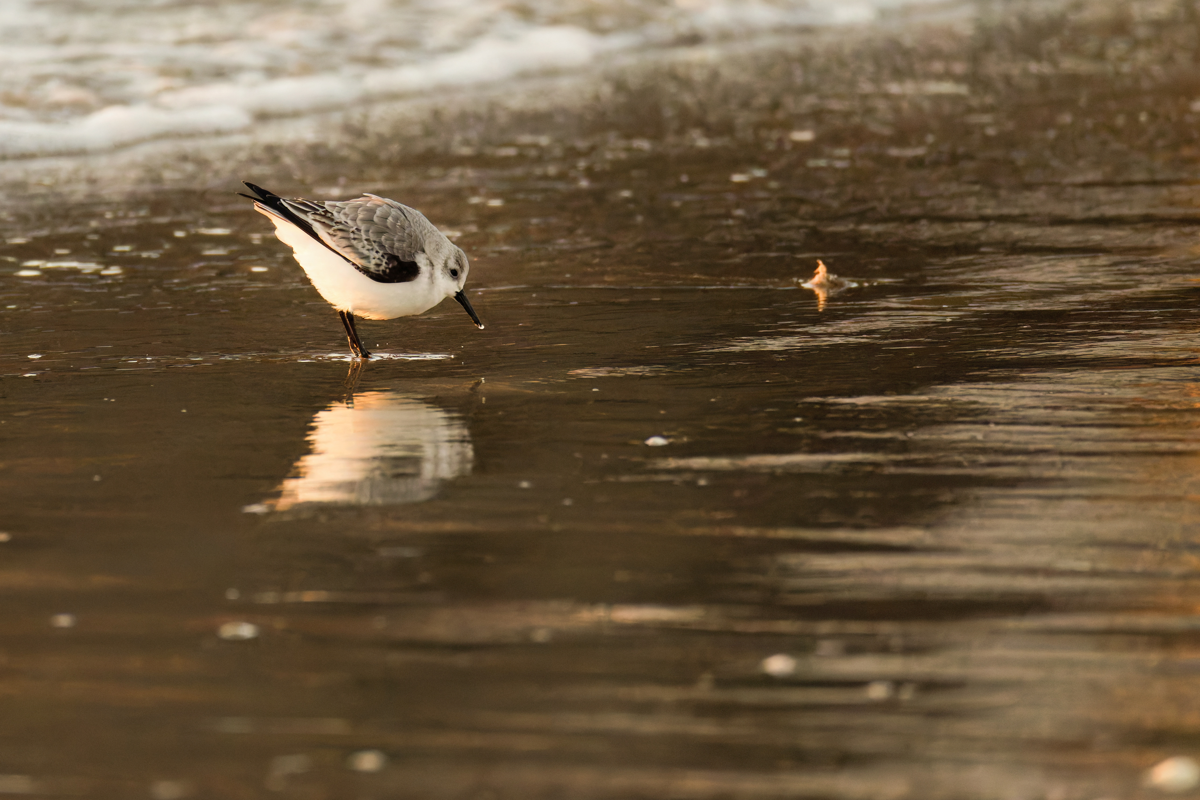 Bécasseau Sanderling