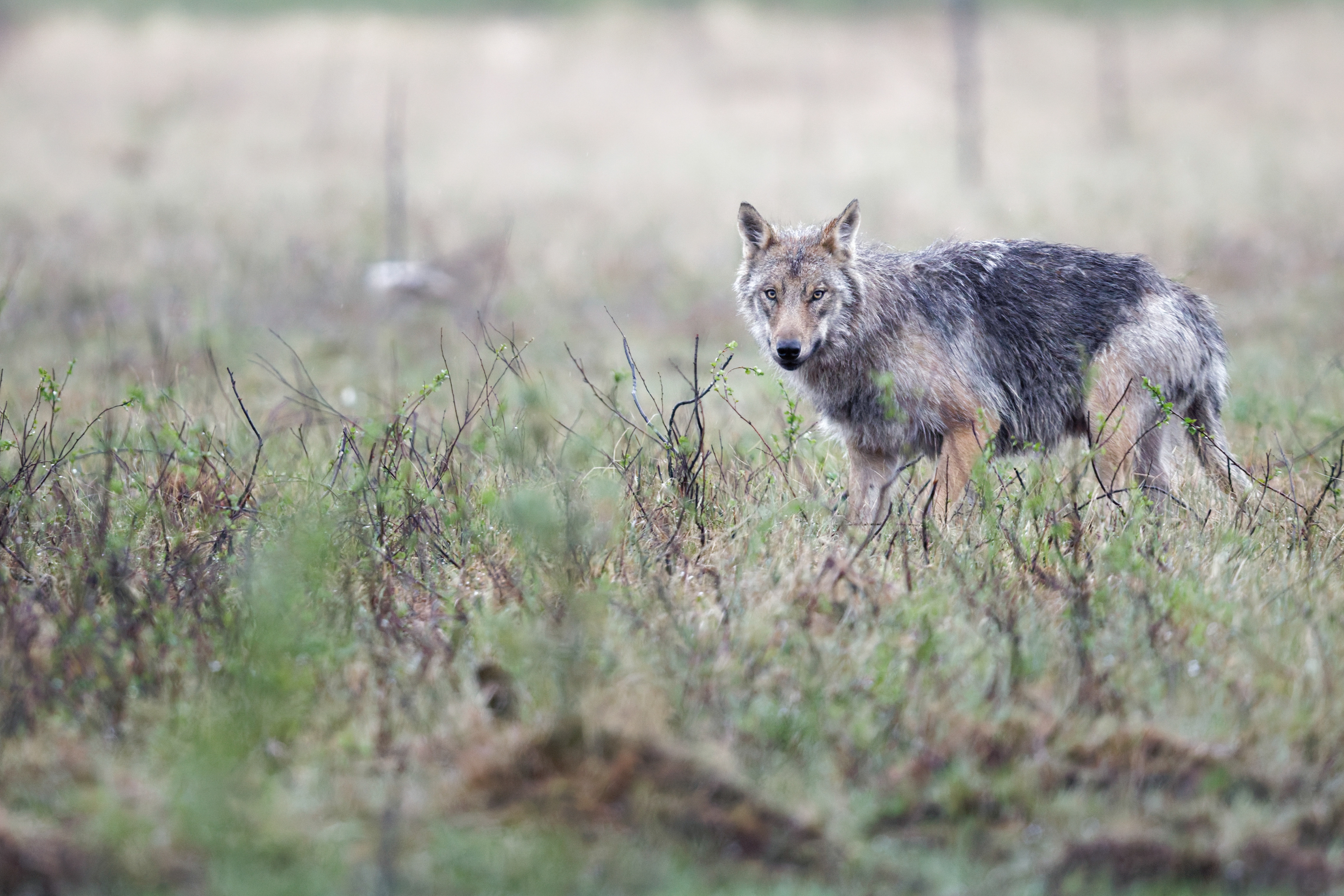 Loup gris