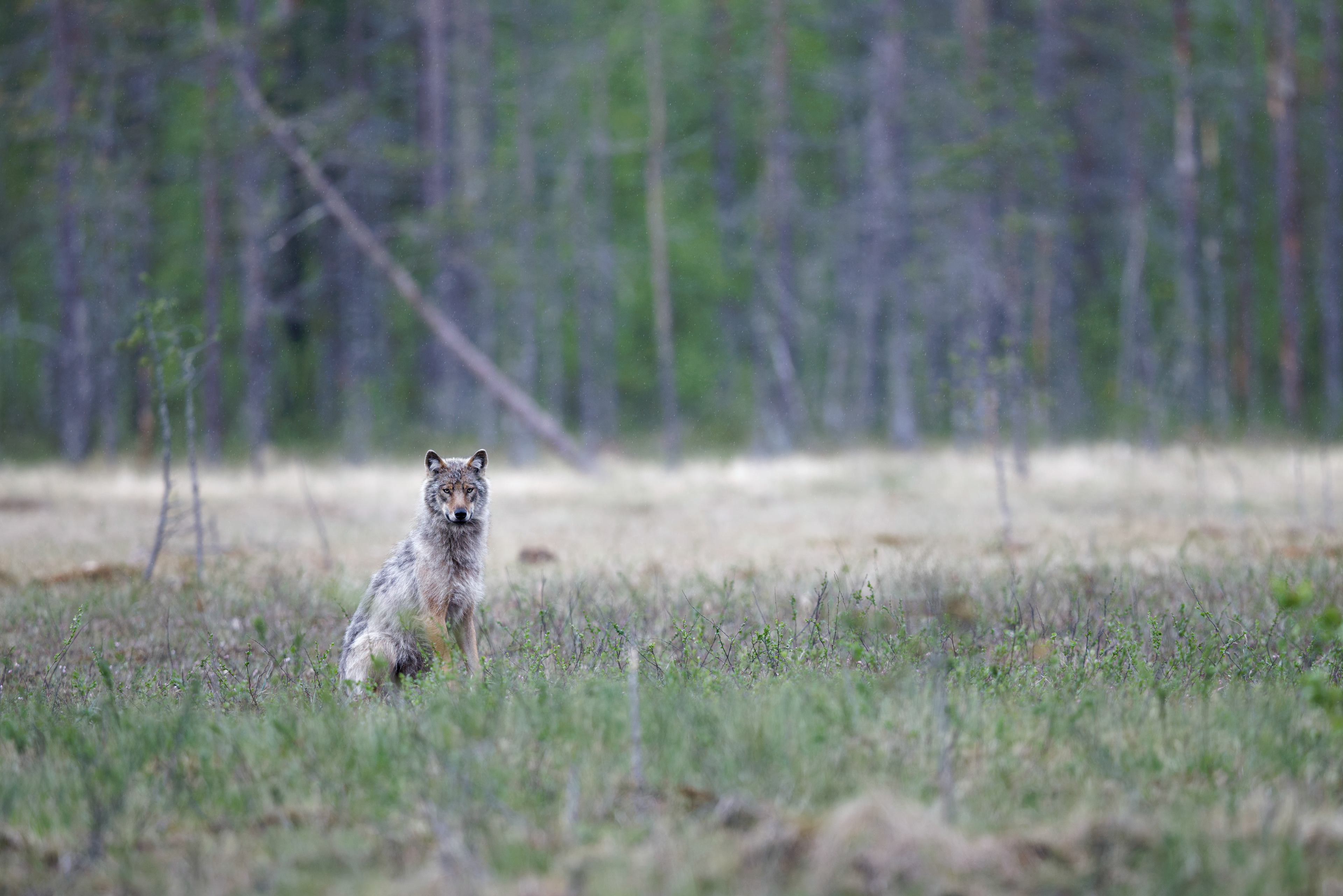 Loup gris