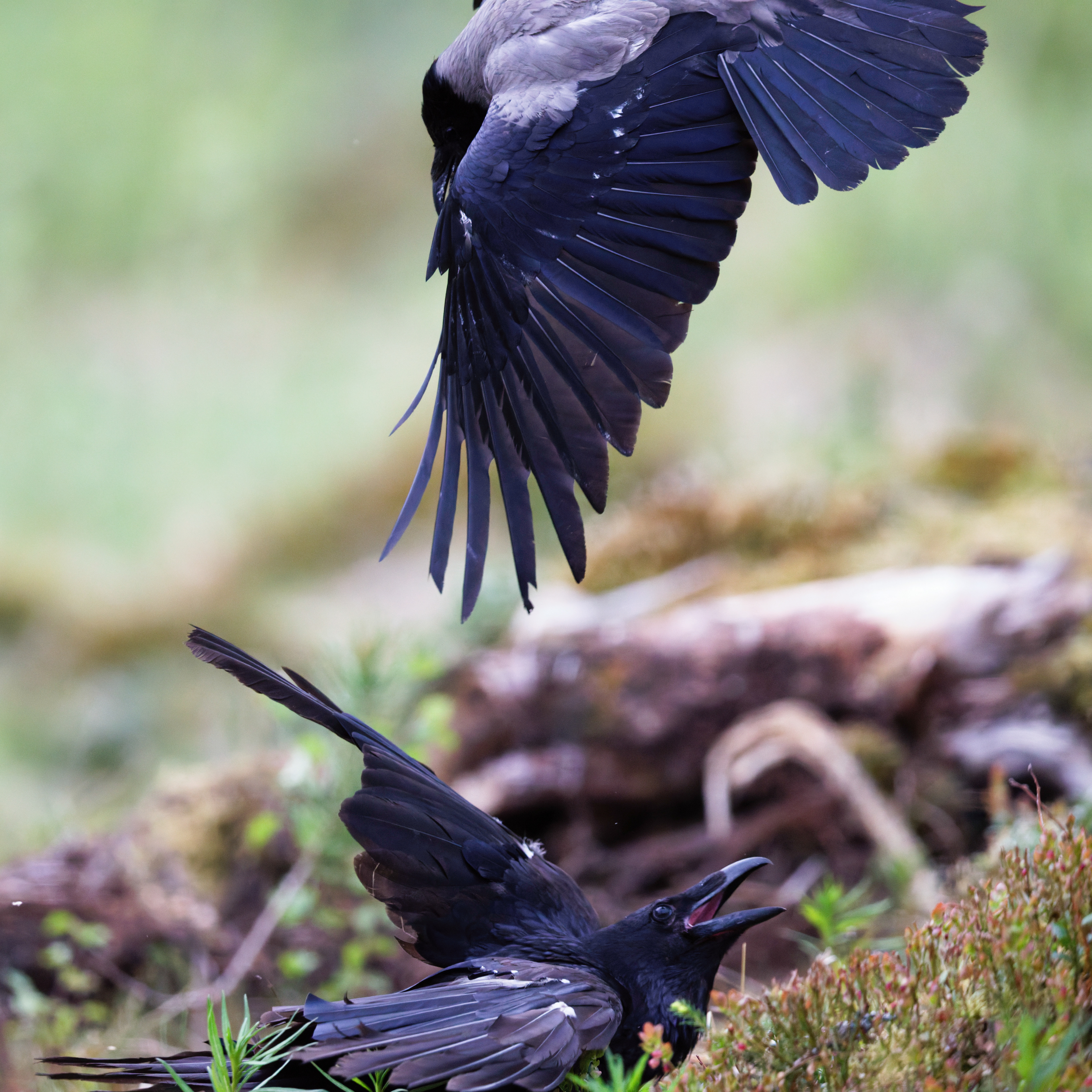 Corneille mantelée et grand Corbeau