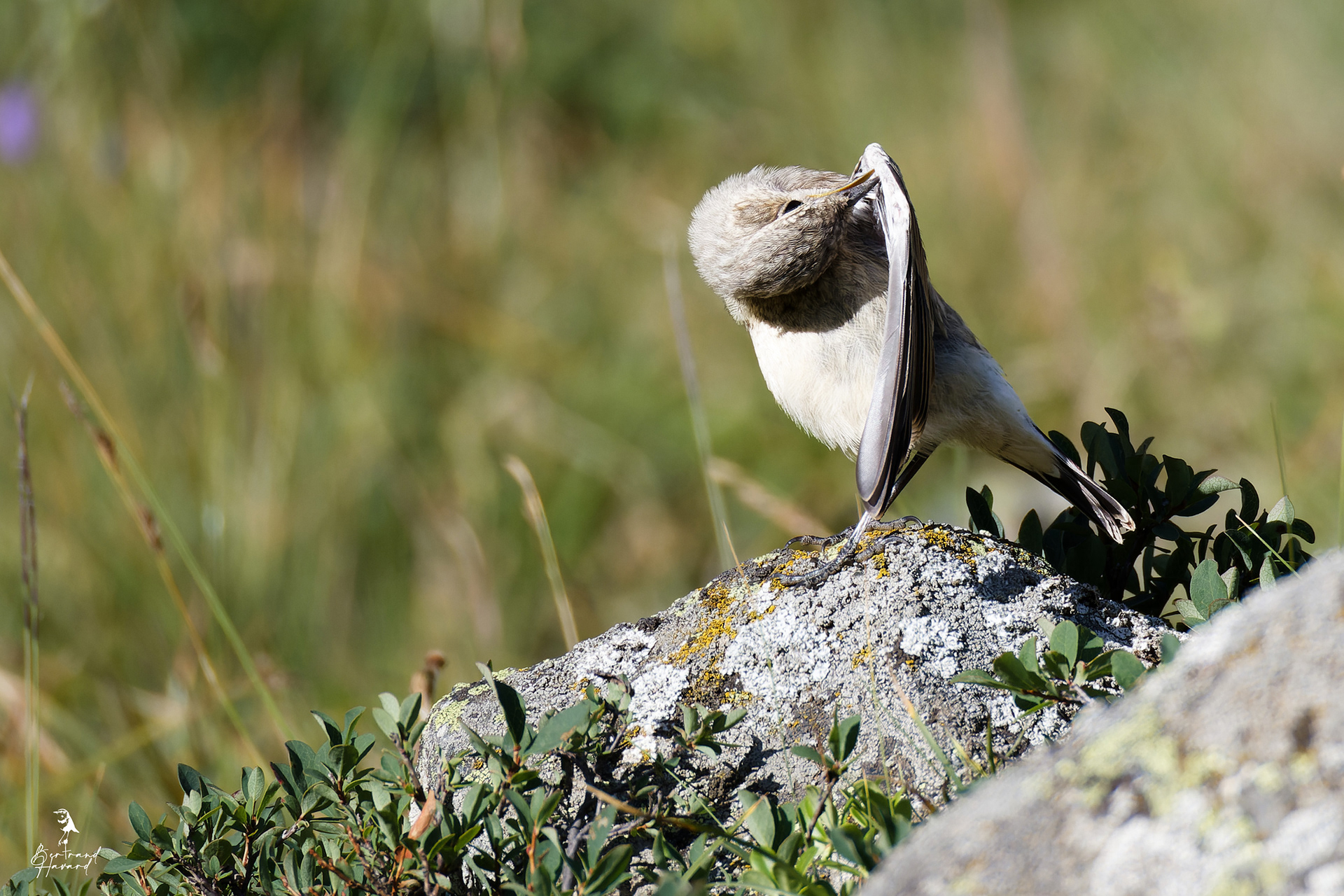 traquet motteux (jeune)