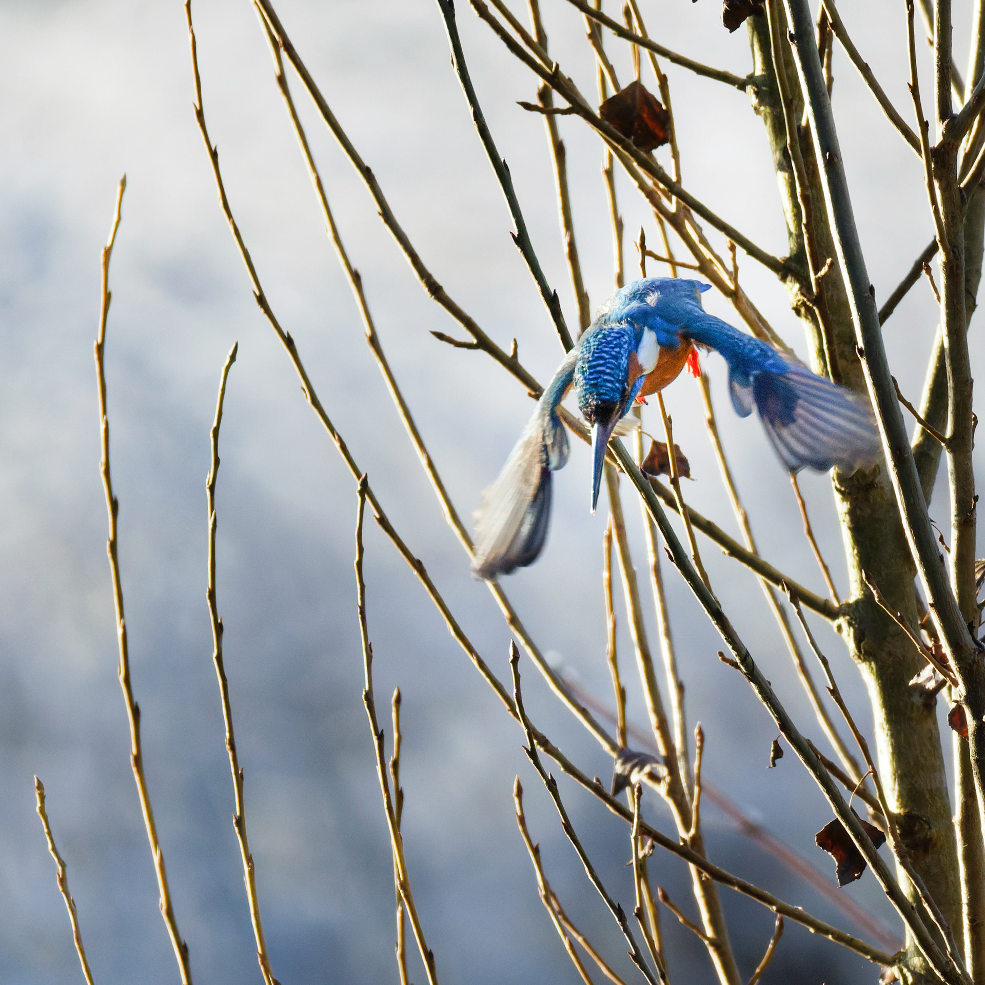 Martin pêcheur d'Europe
