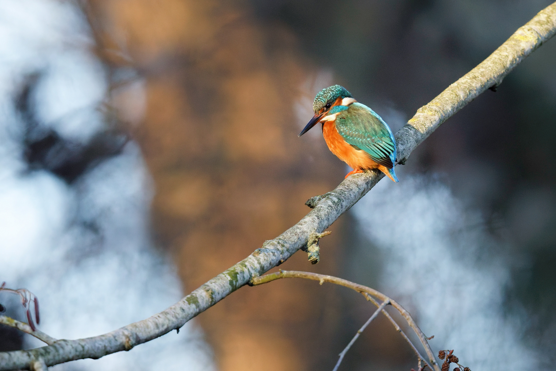 Martin pêcheur d'Europe