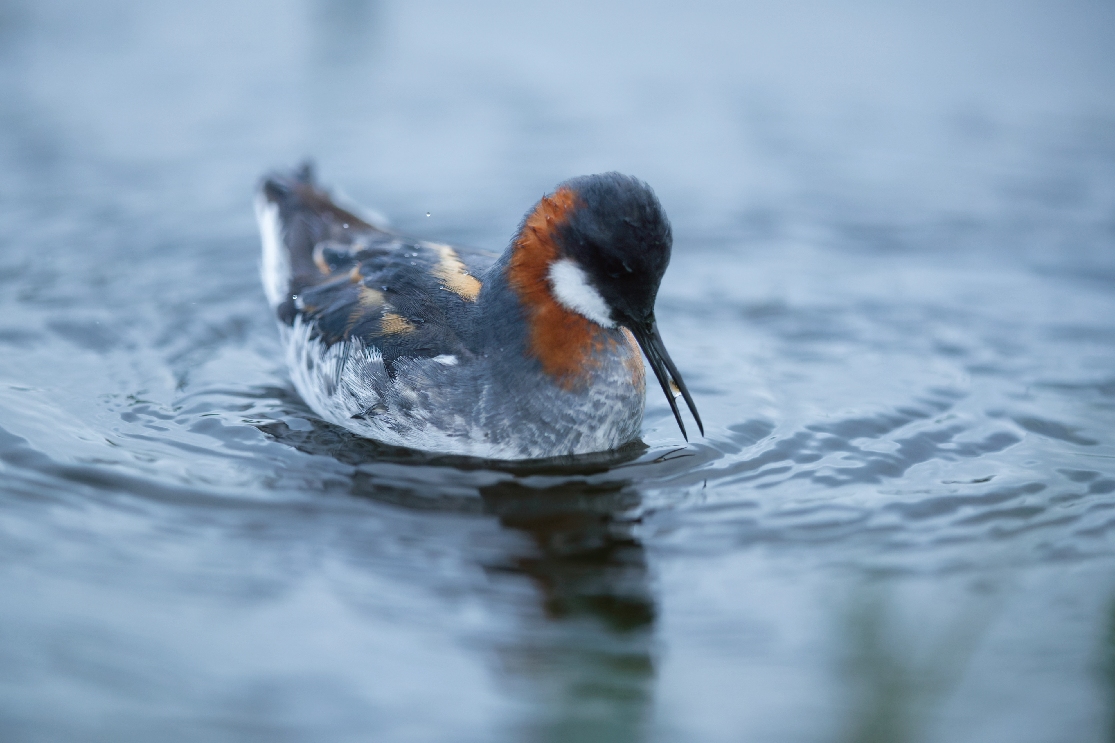 Phalarope à bec étroit