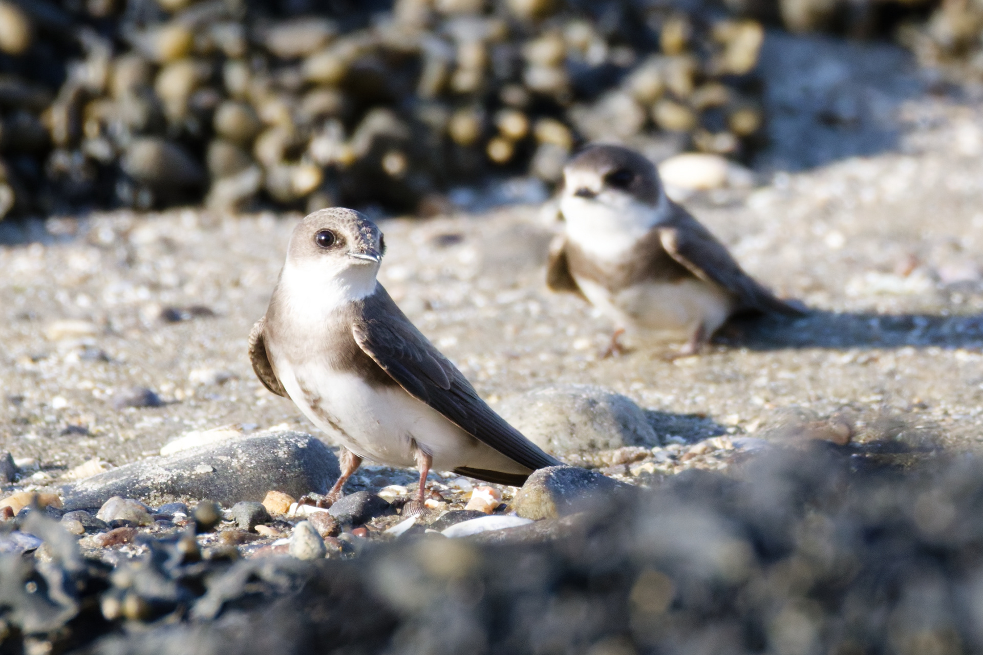 Hirondelle de rivage